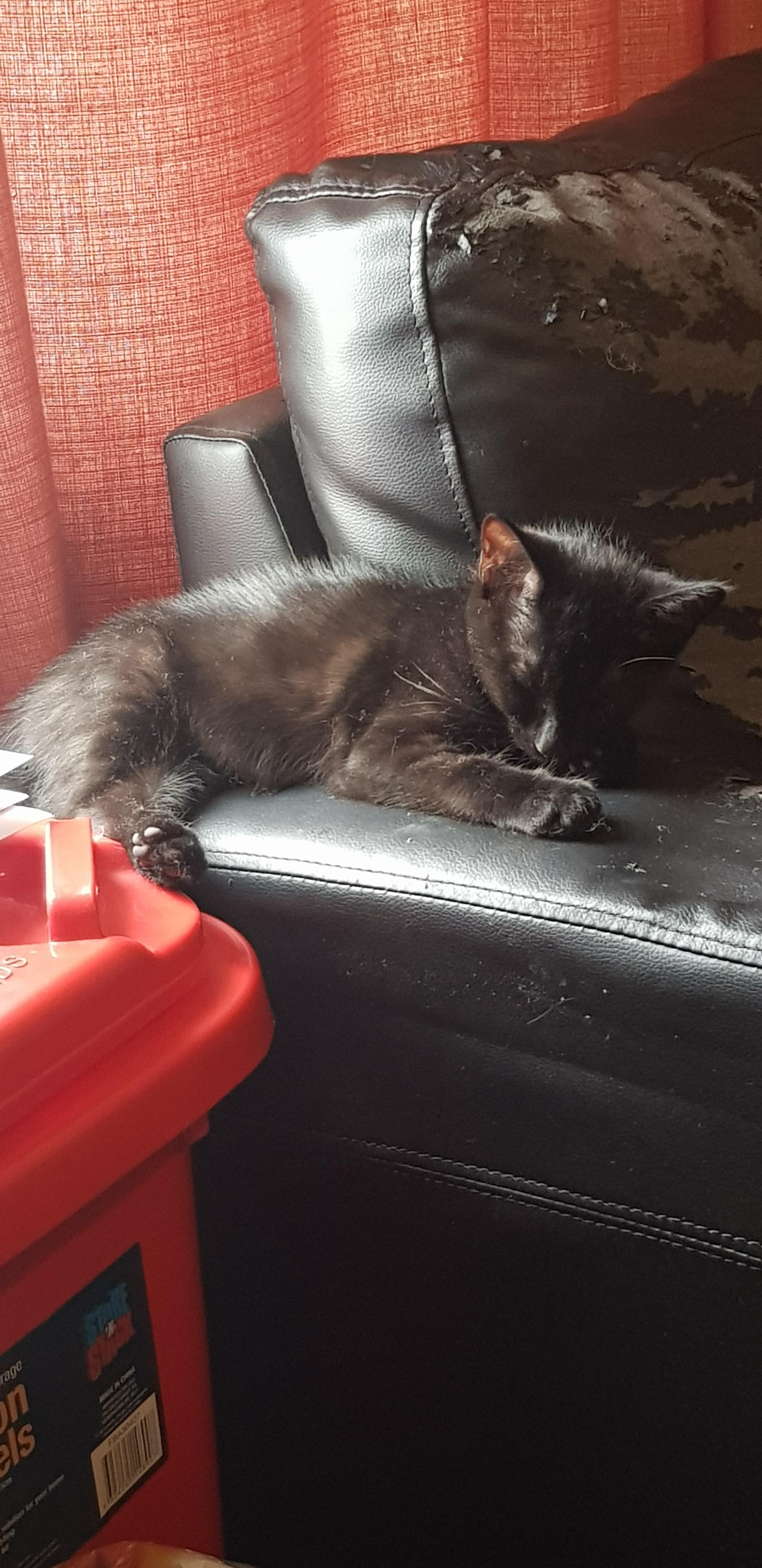 Couch kitty! r/blackcats