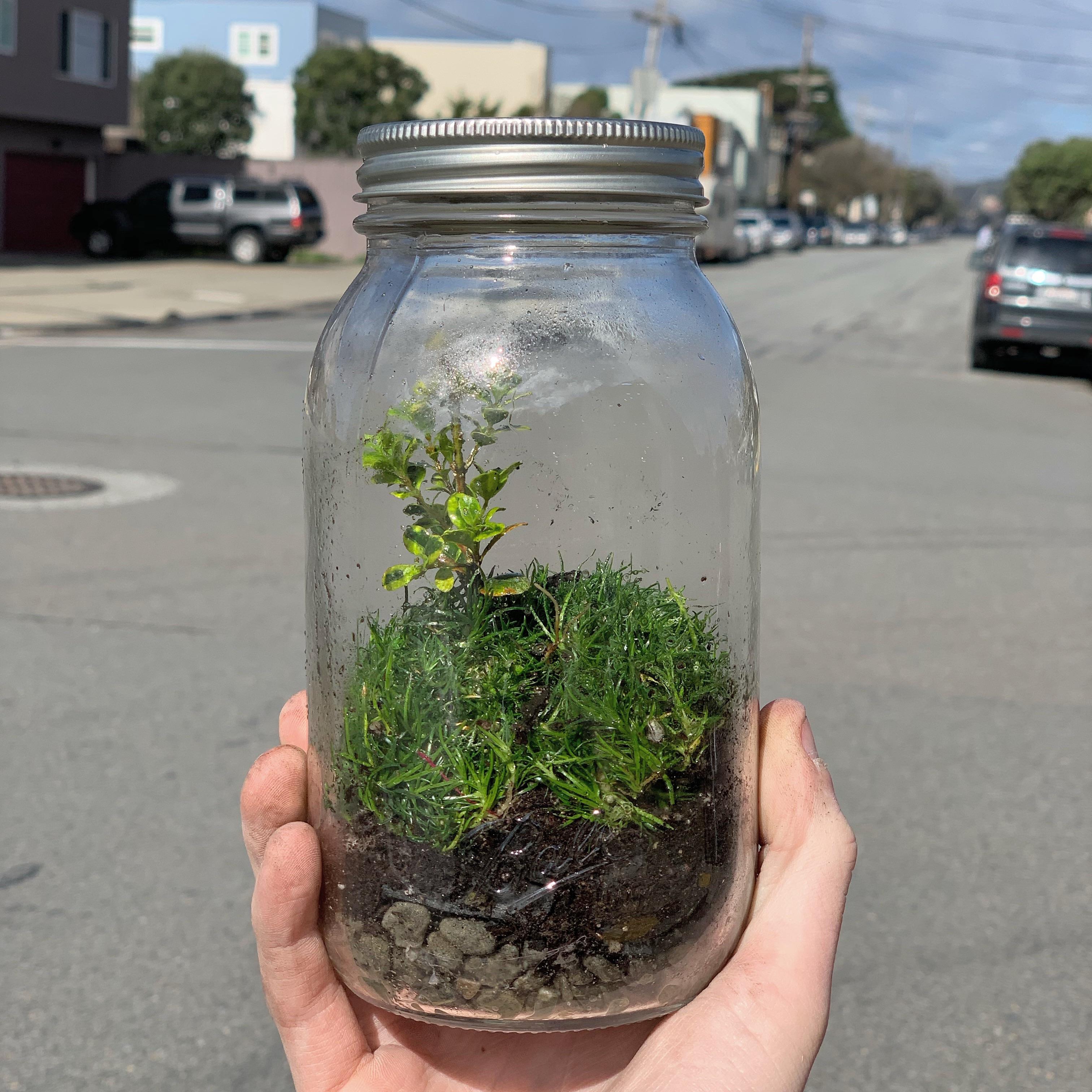 My first ever terrarium! Irish moss and an unknown plant. Looking