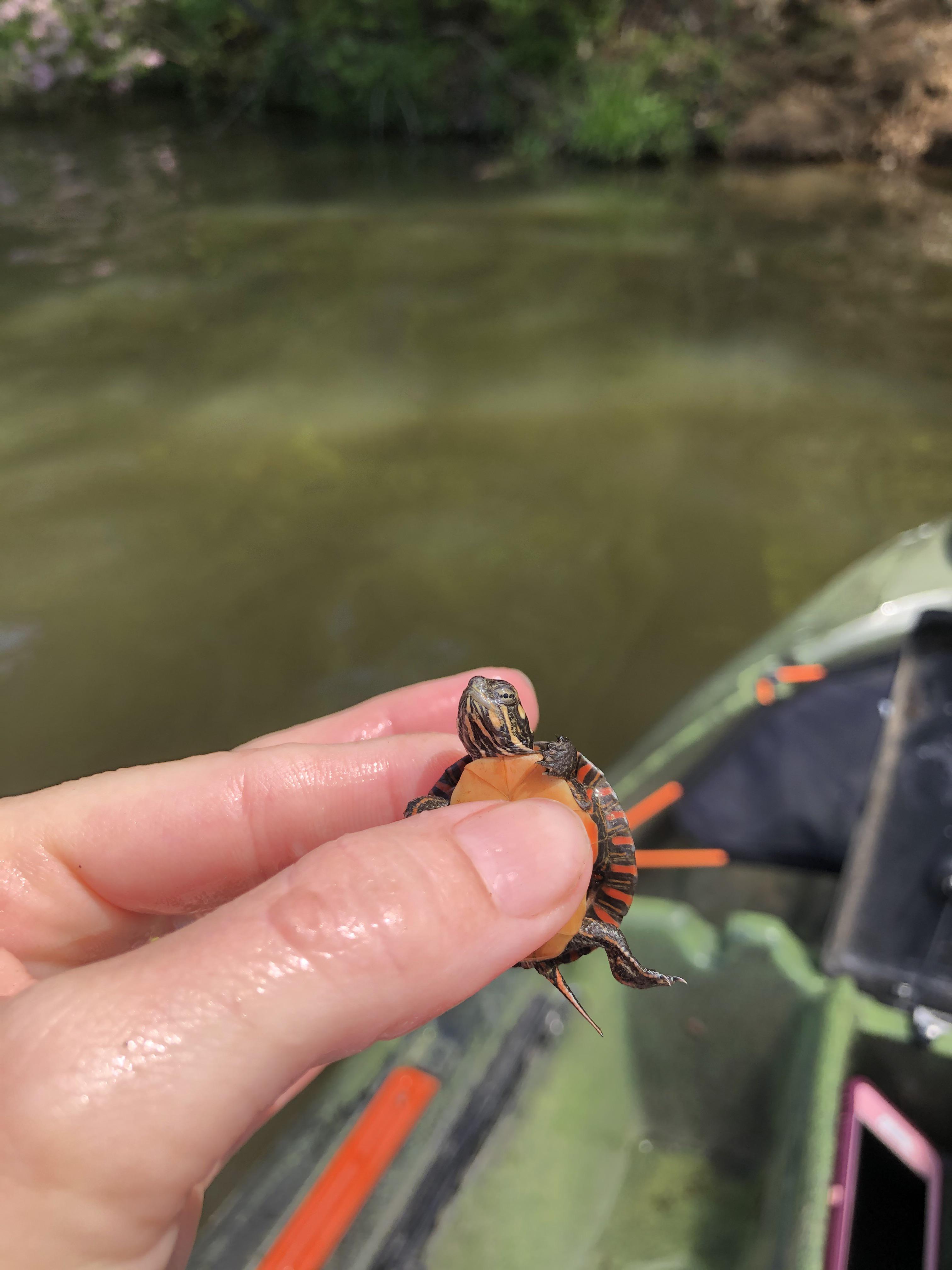 It always amazes me that any turtles survive, as easy as they are to pick up! r/turtle
