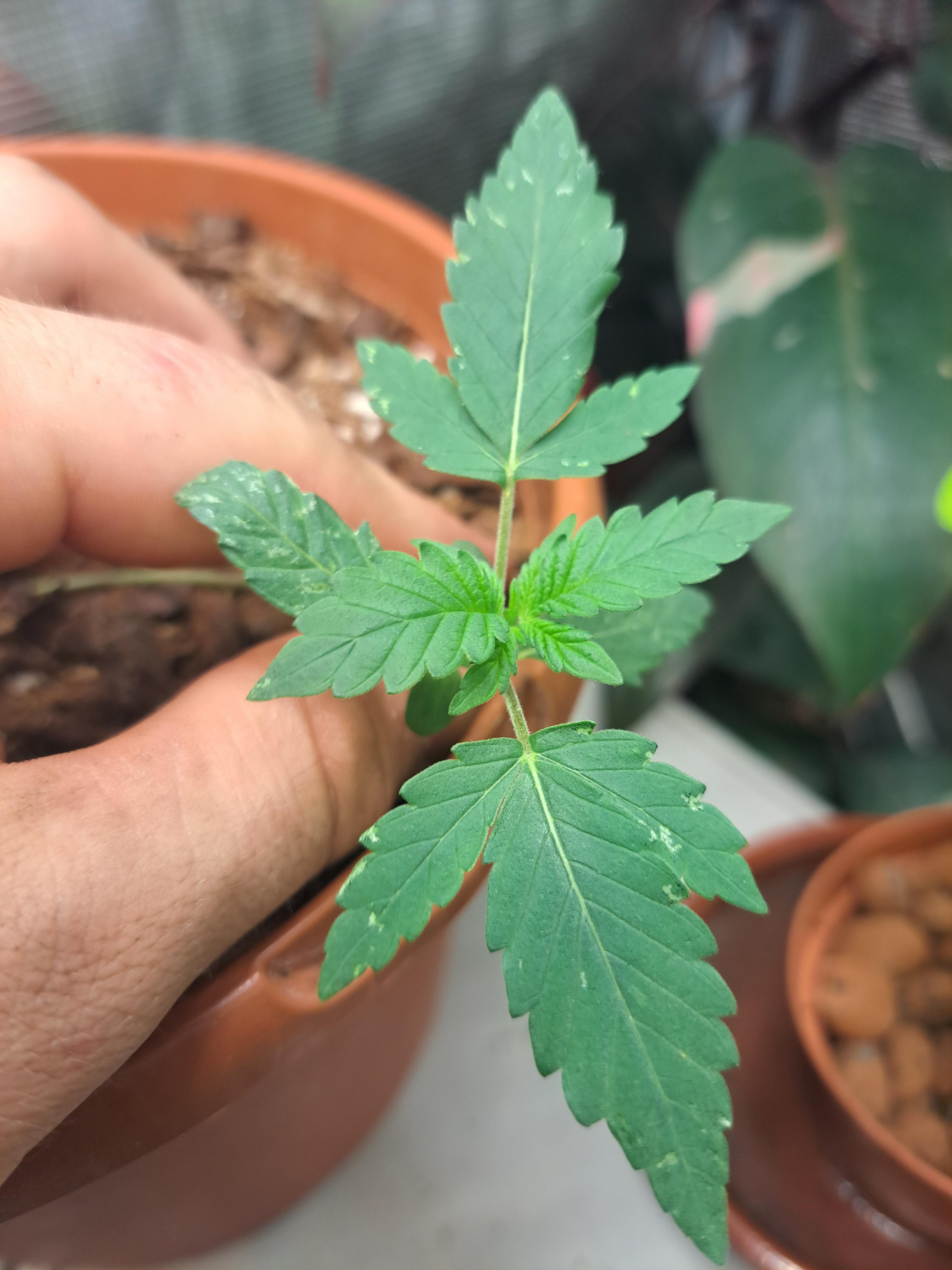 thrips? r/microgrowery
