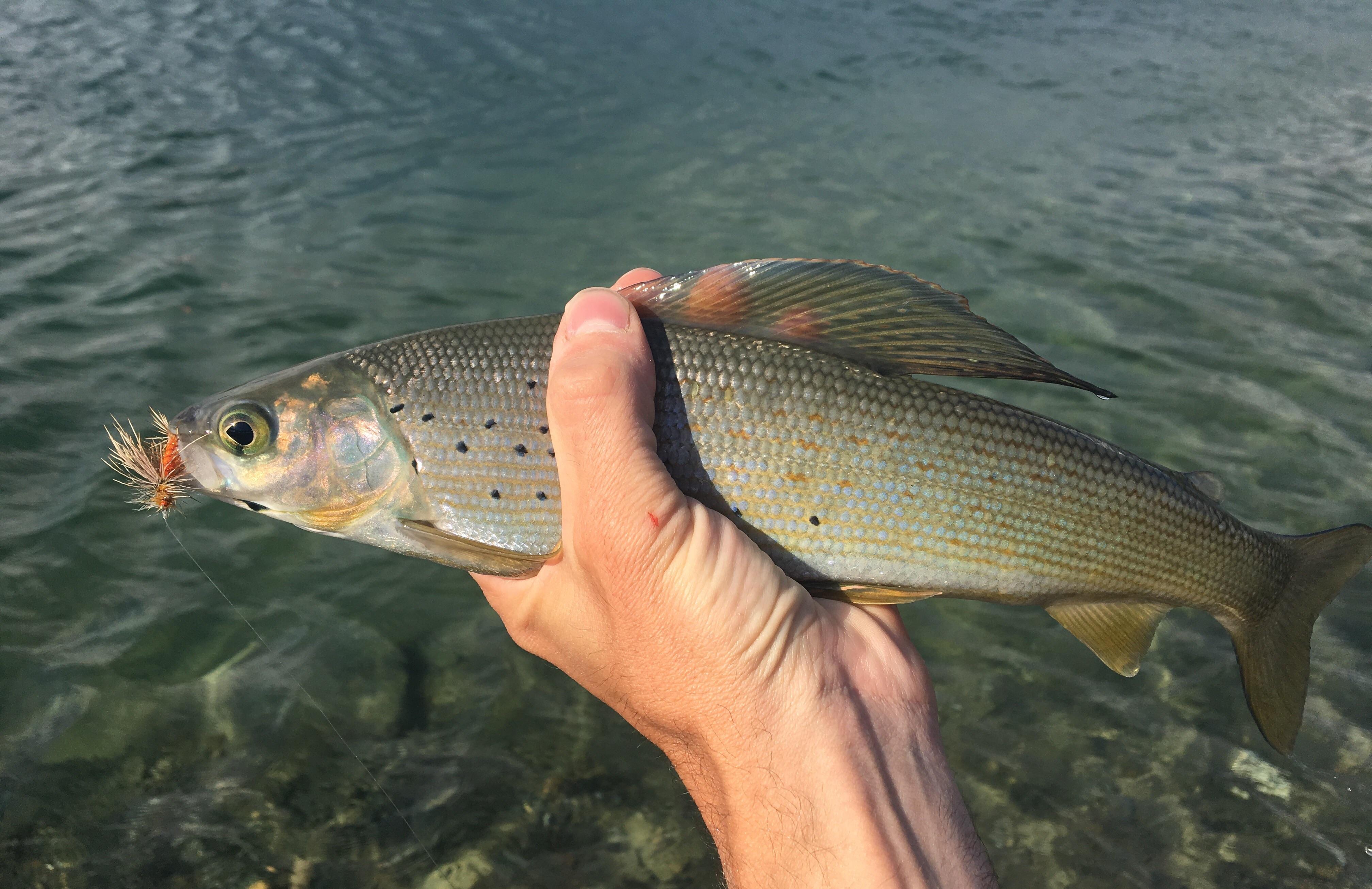 234 best Grayling images on Pholder Flyfishing, Fishing and Michigan