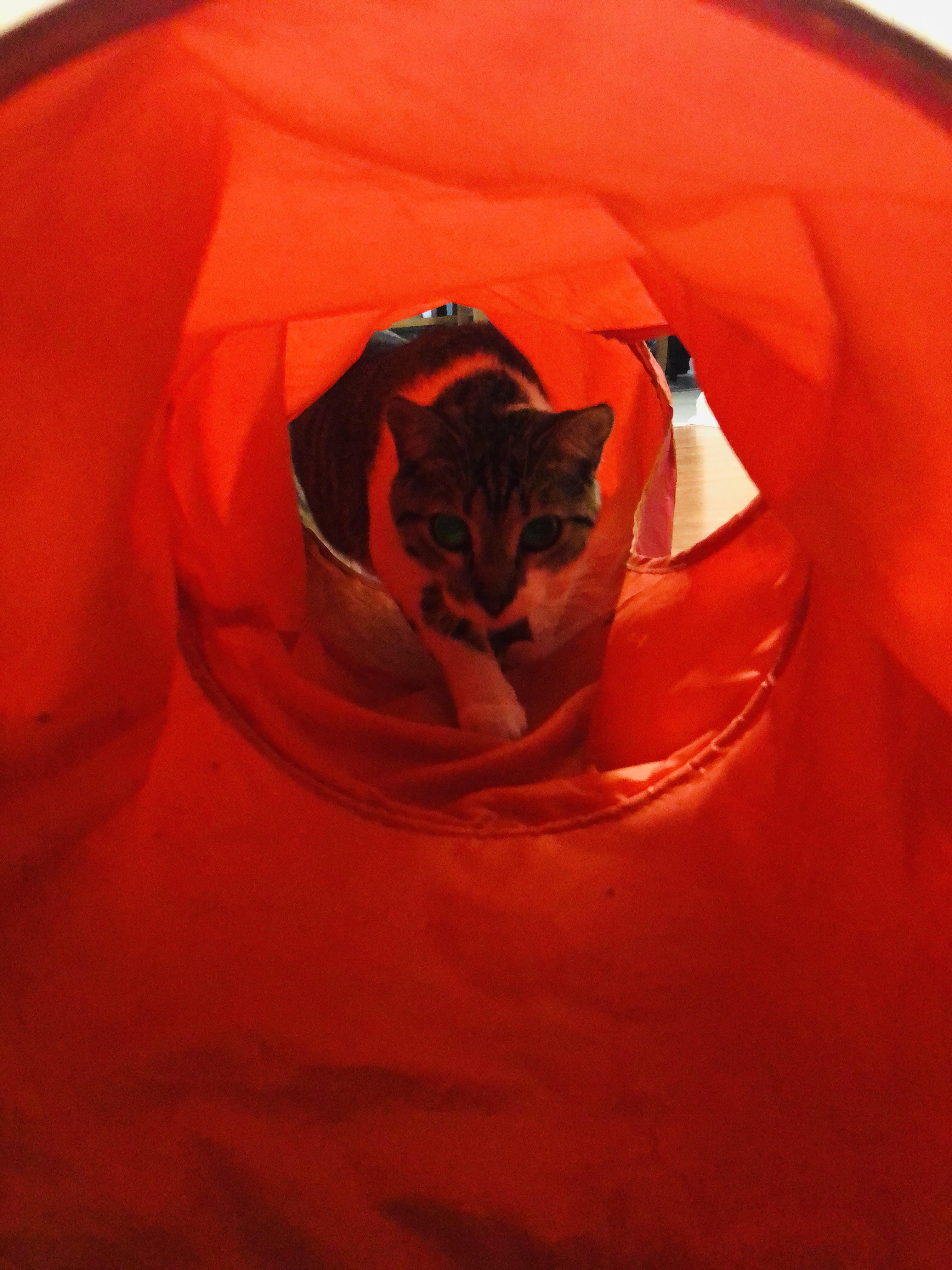 Tunnel Vision r/cats