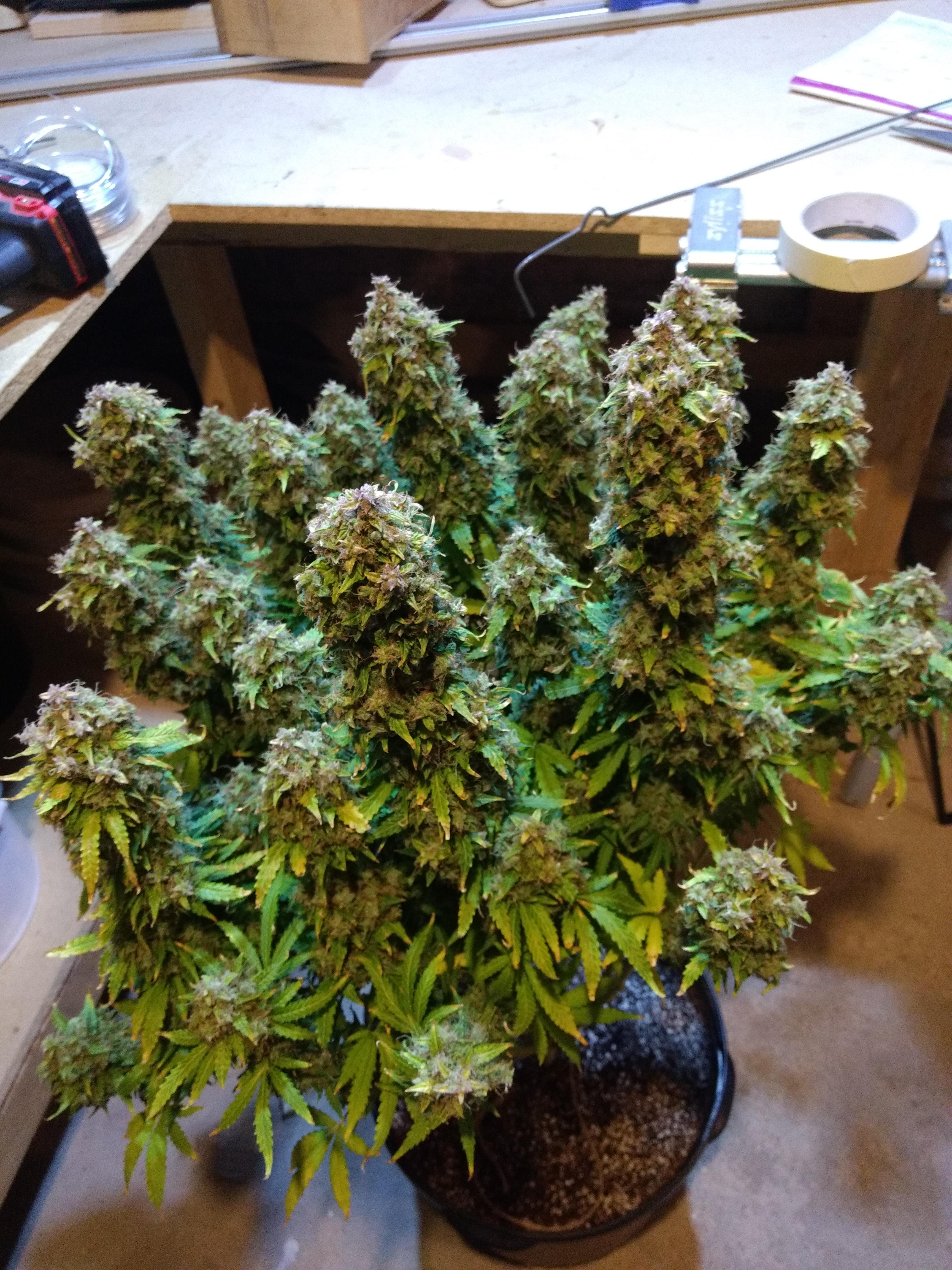 First harvest Auto white widow day 95. r/Autoflowers