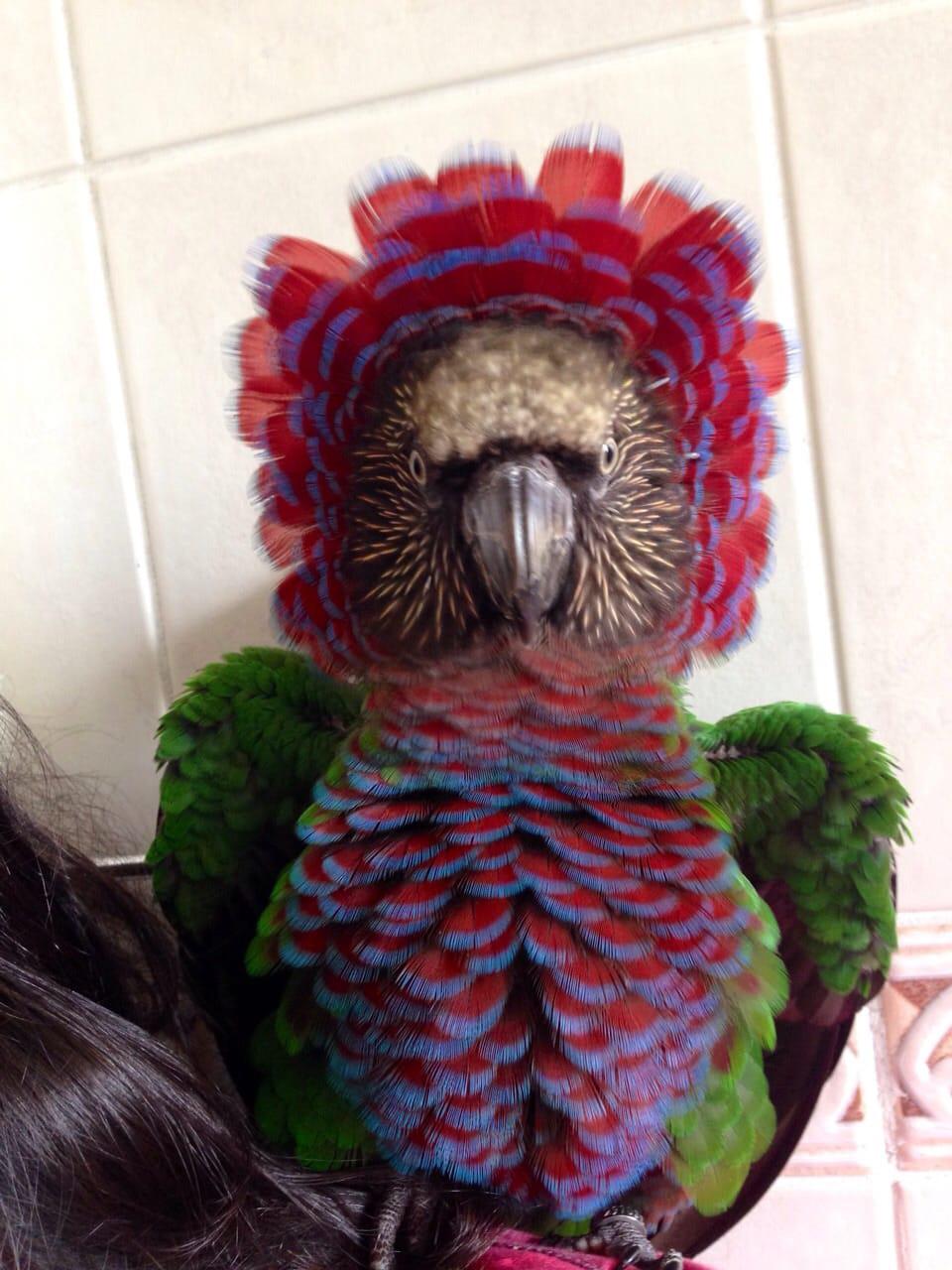 This is my Parrot r/redditgetsdrawn