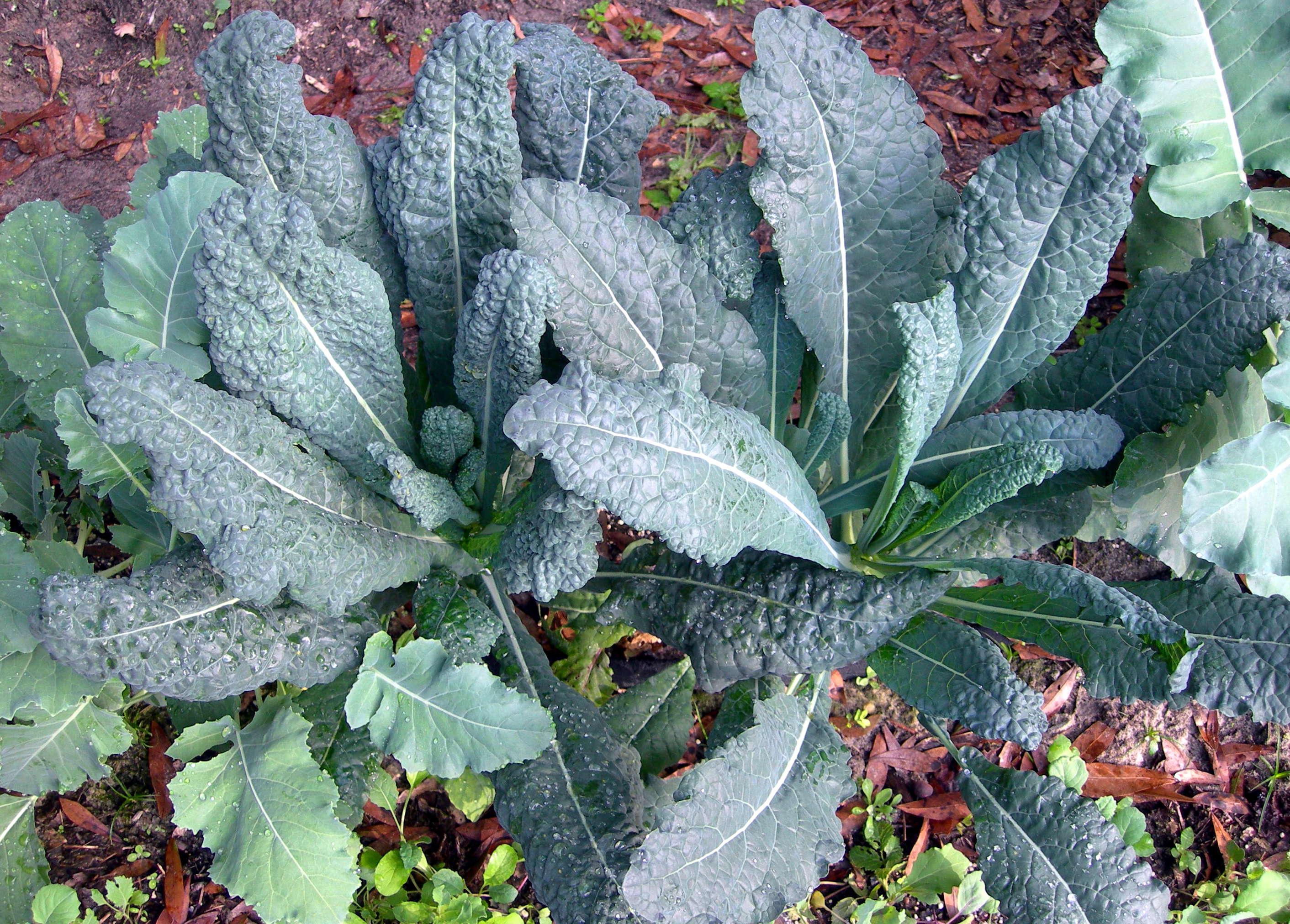 Lacinato Kale vegetablegardening