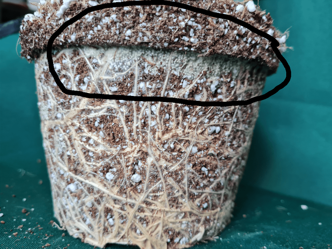 Repotting Opuntia, found this in roots. Fungus? r/cactus