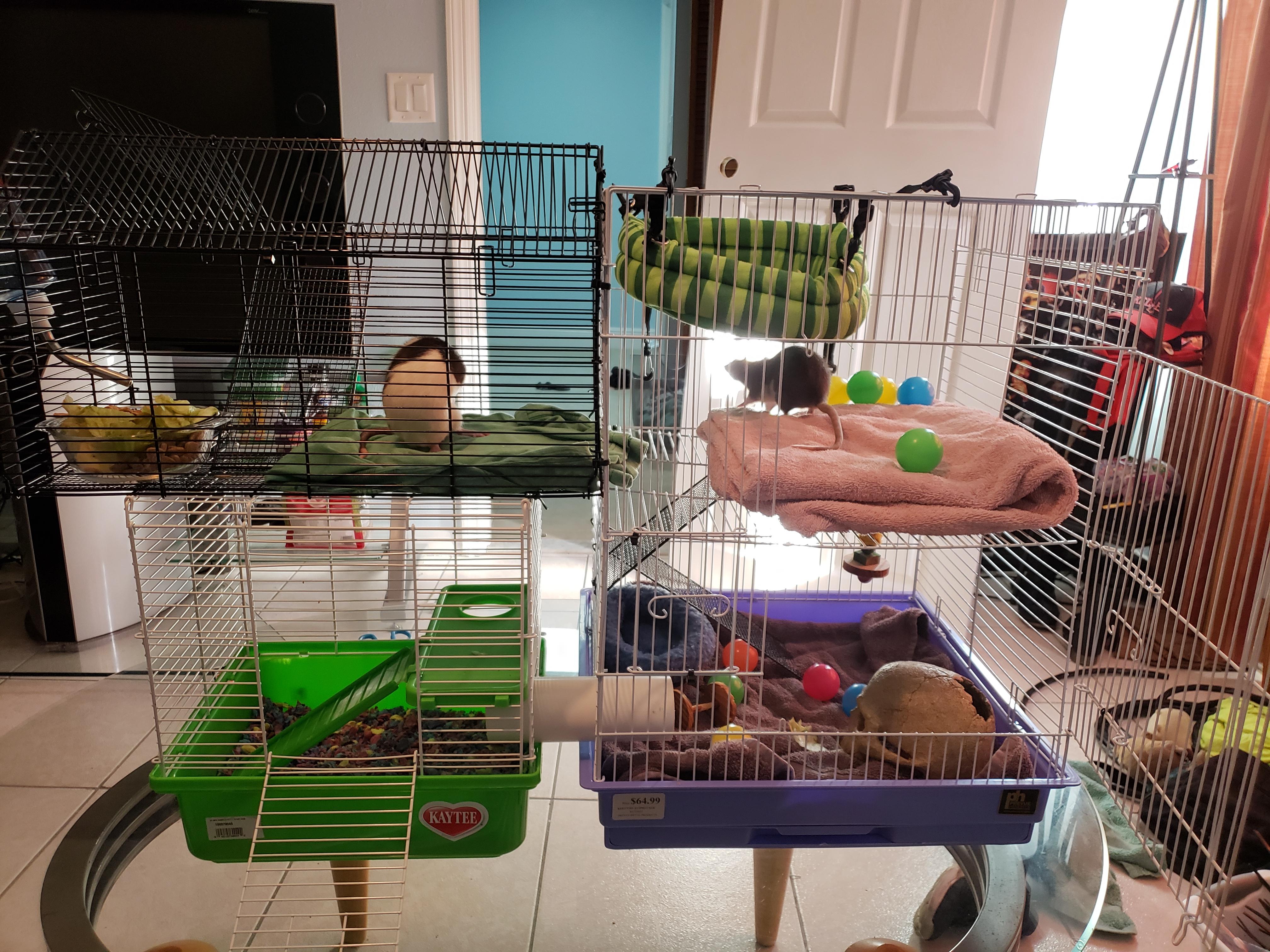 Expanded my rat cage again, made some changes after a few suggestions