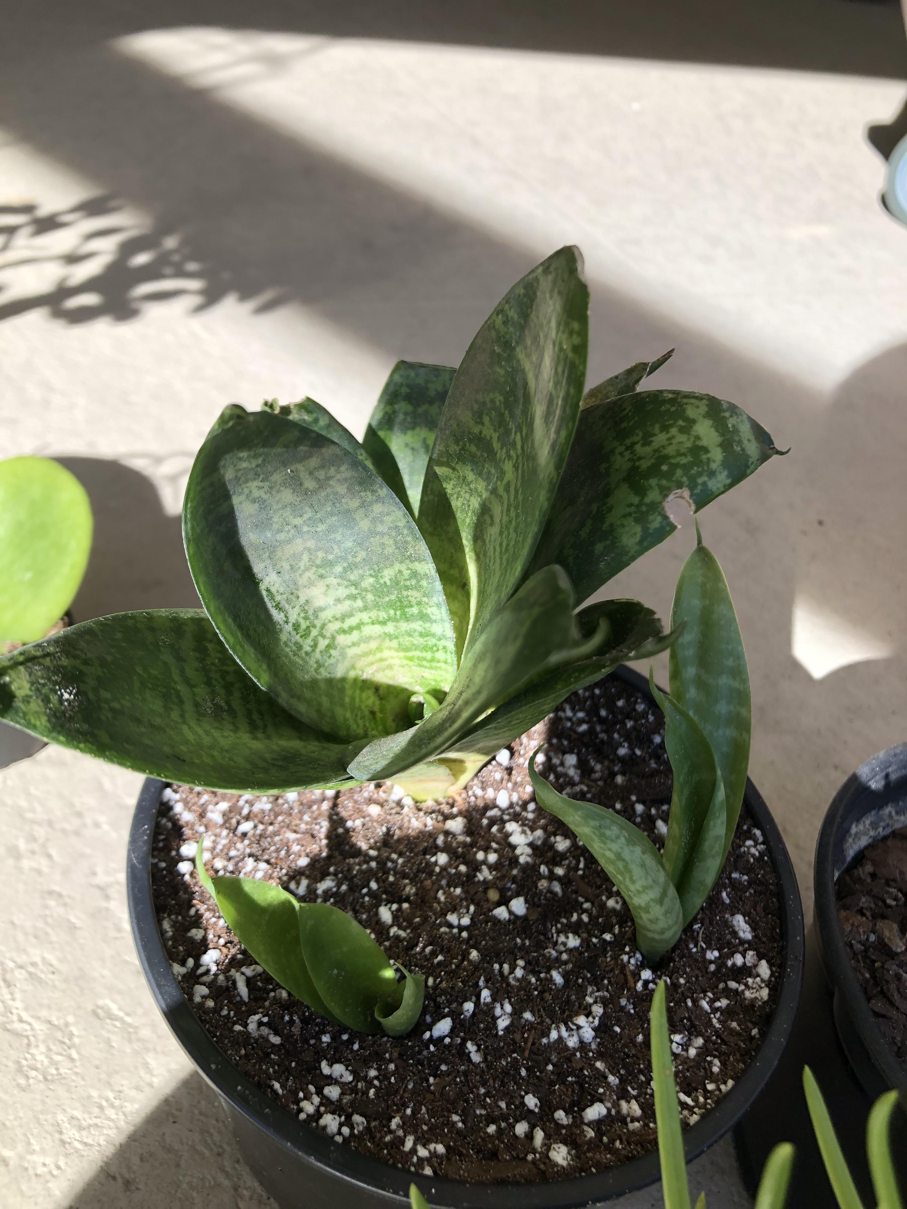 I got these from a relative. They were growing in full sun in pretty