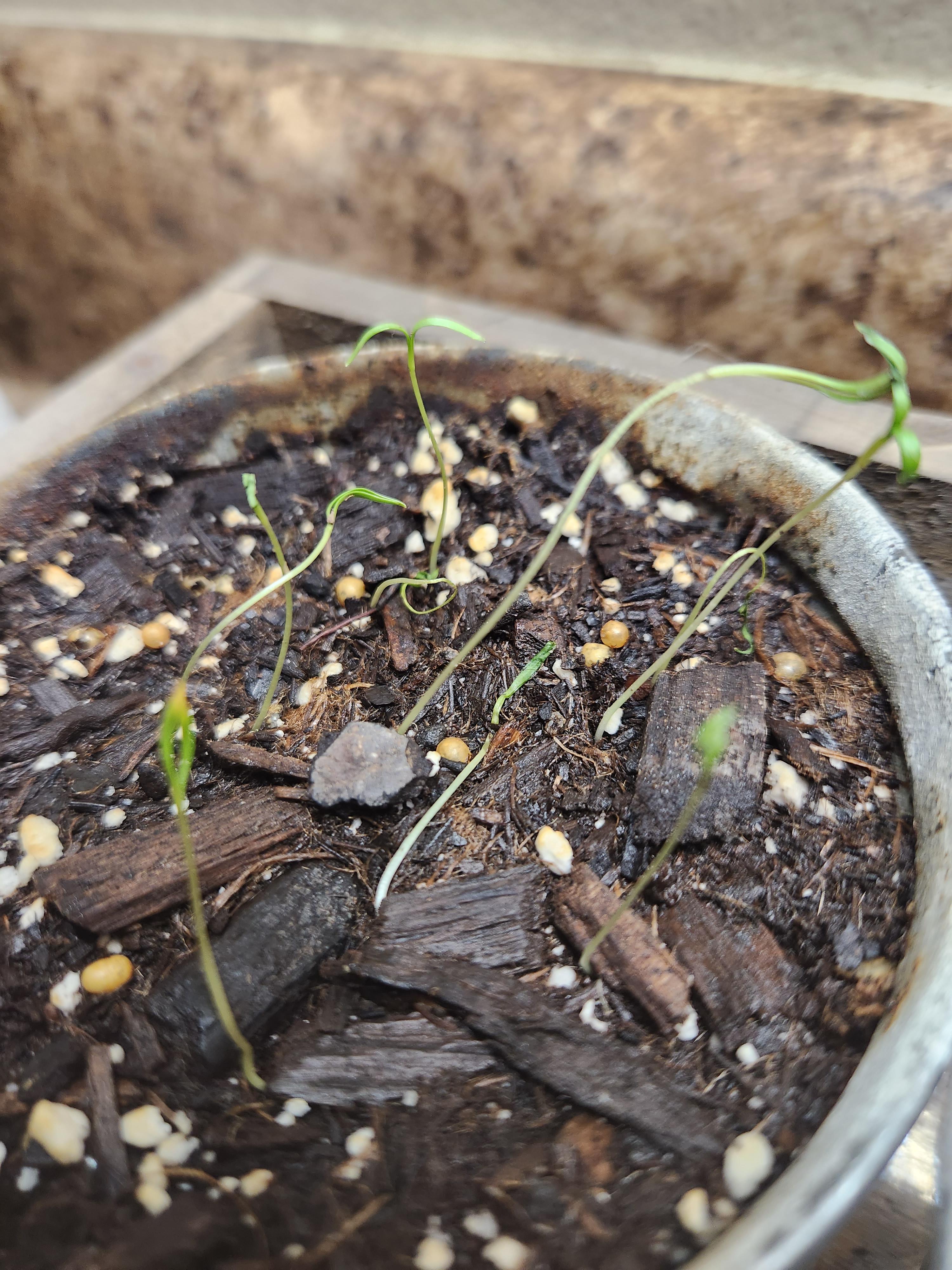 My dill was sprouting fine, then started wilting. Am I overwatering