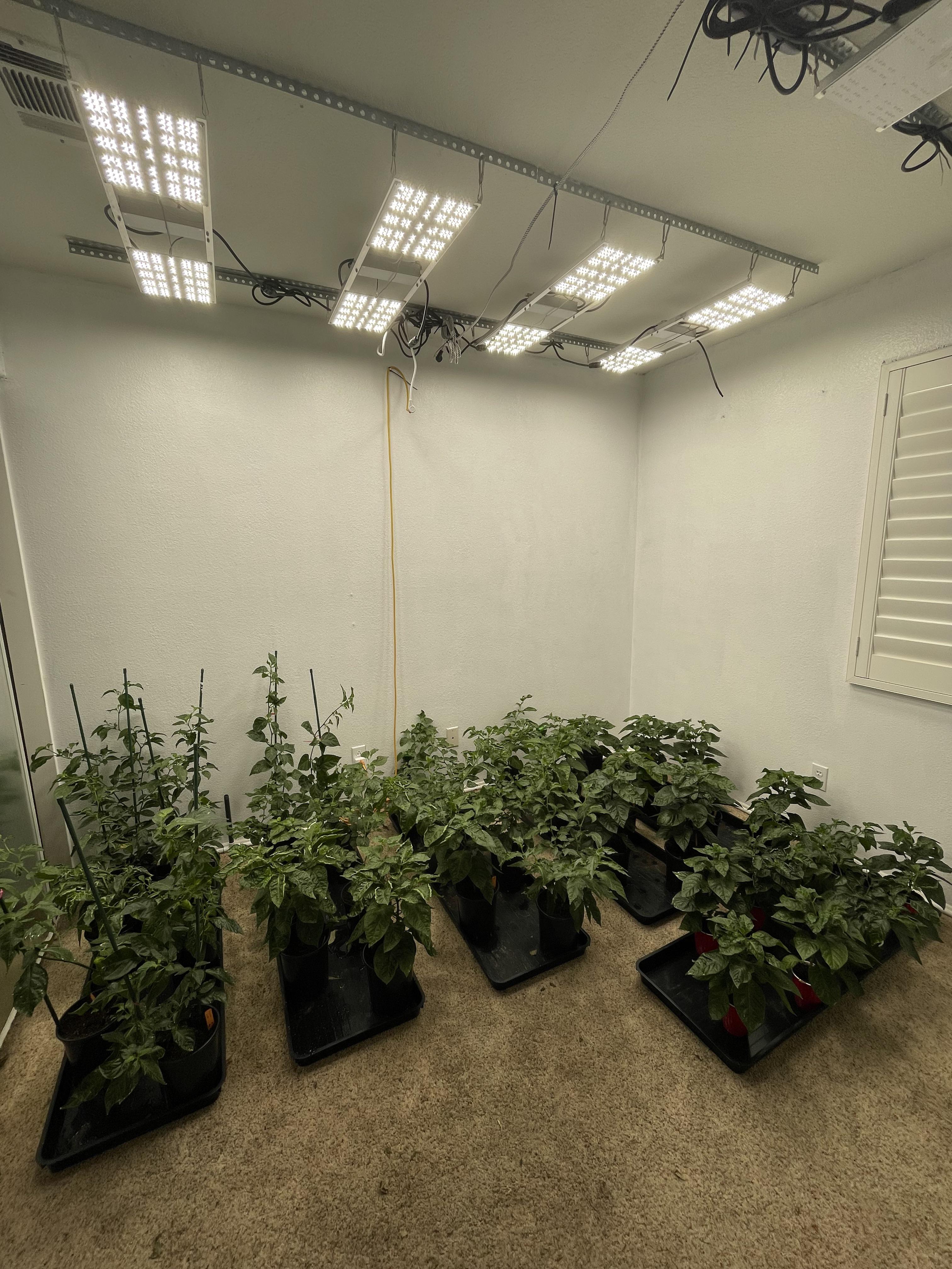 Indoor pepper garden. Started some new varieties and clones of stuff I