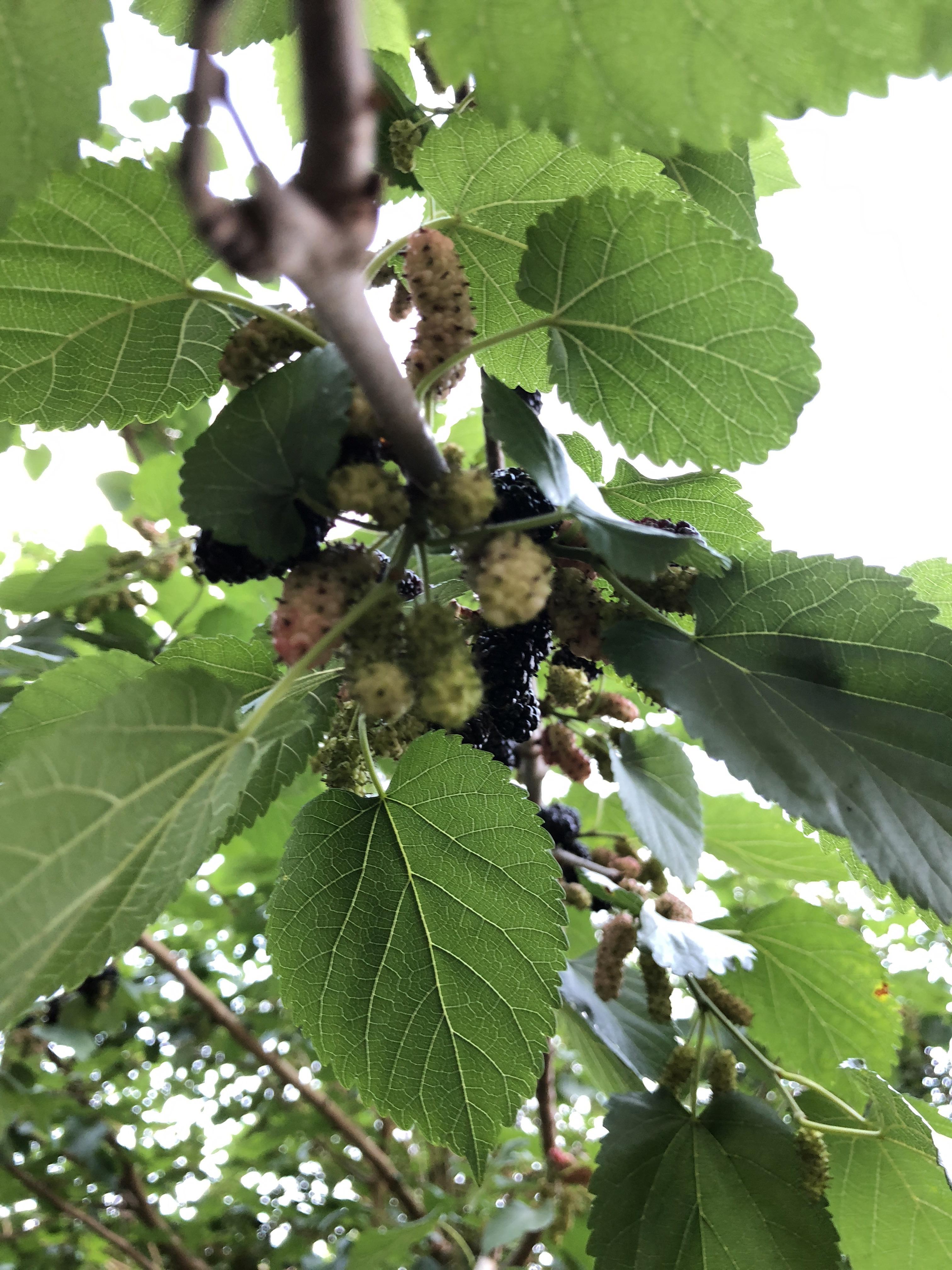 Are these berries edible? foraging