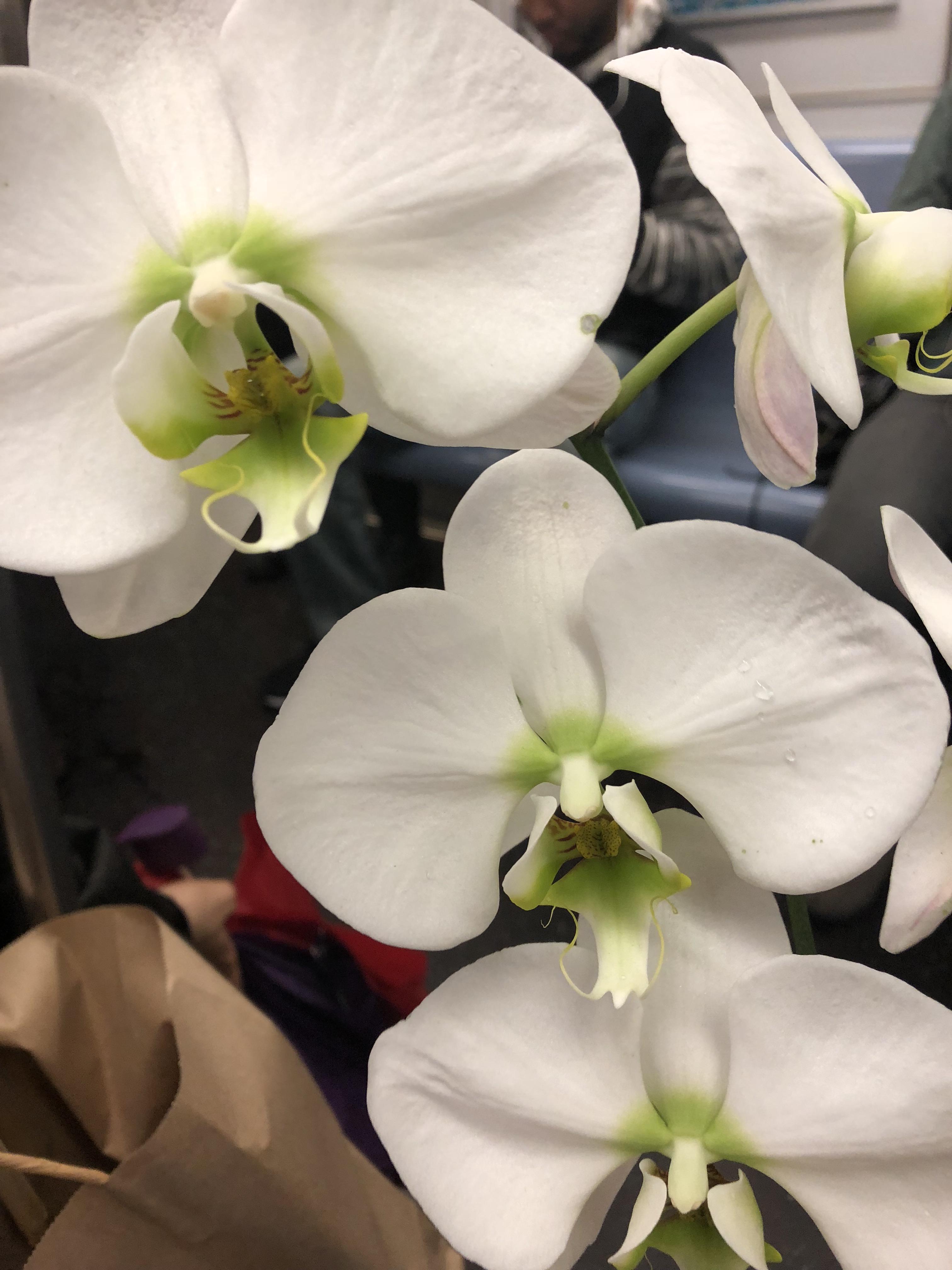 My first time seeing this color combination in a Phal! Had to cop r/orchids