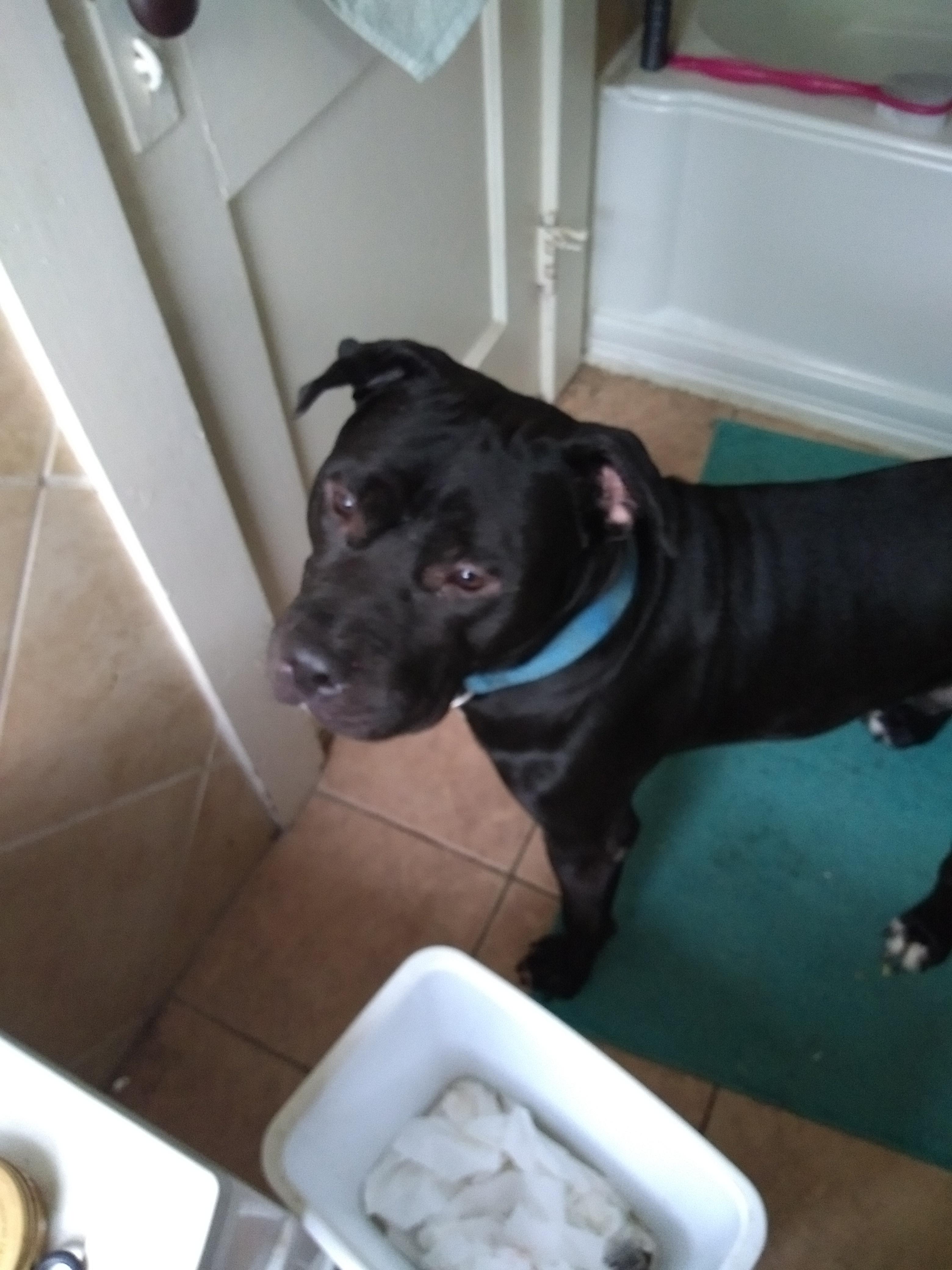 Found Dog, ster Ave/Beechwood neighborhood r/Rochester