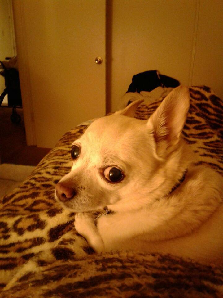 Here’s my best friend Bandit! 11 years and still kicking! r/Chihuahua