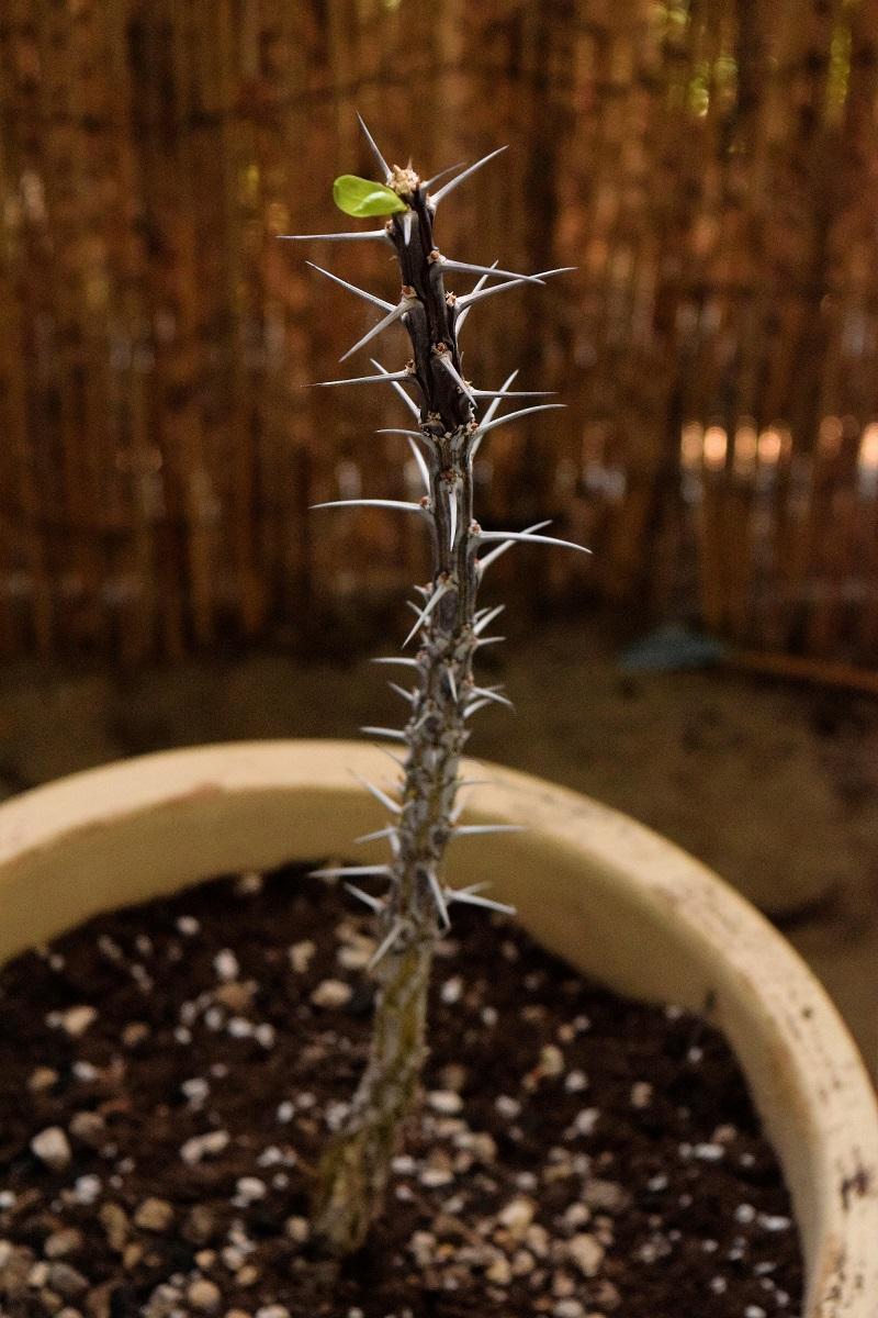 My Baby Ocotillos First Leaves r/gardening