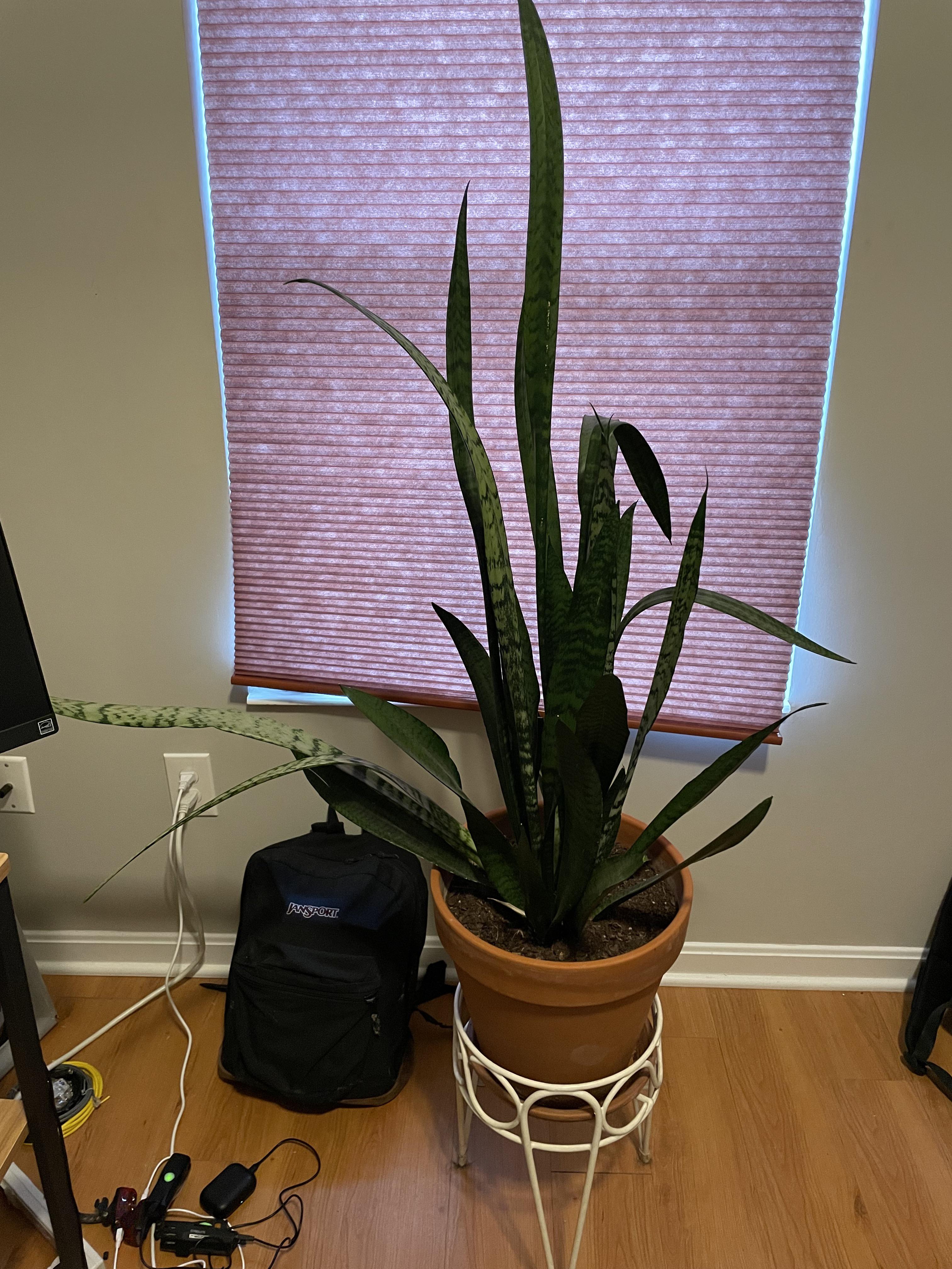 Why is my snake plant drooping? r/houseplants