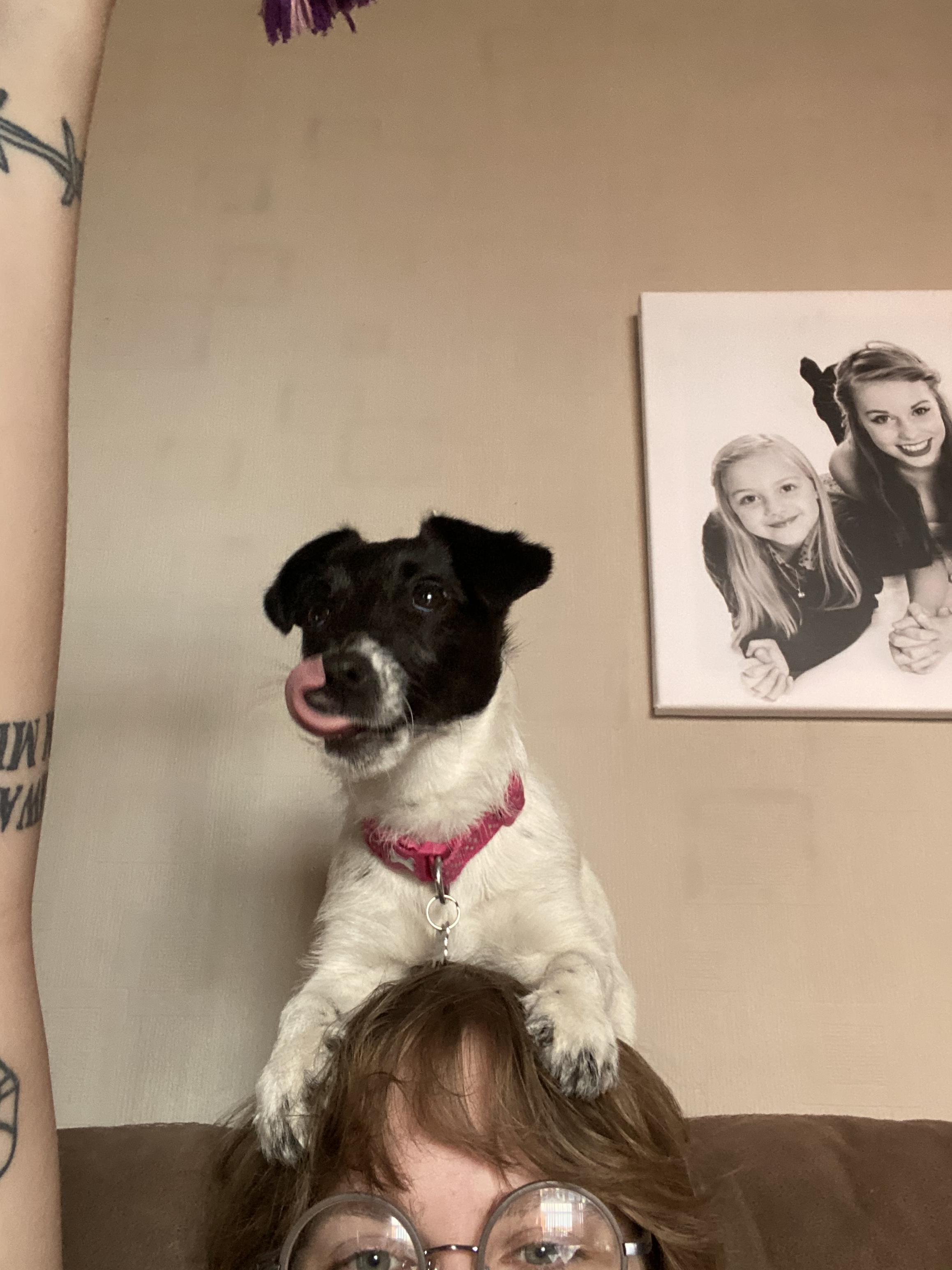 dog on the head mlem r/mlem