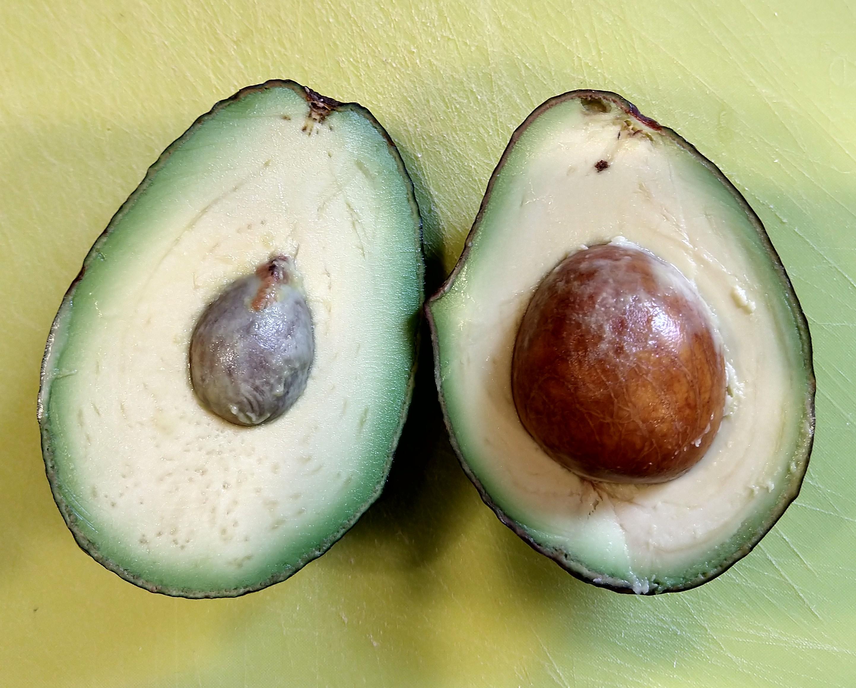 The difference in these avocado pits. mildlyinteresting