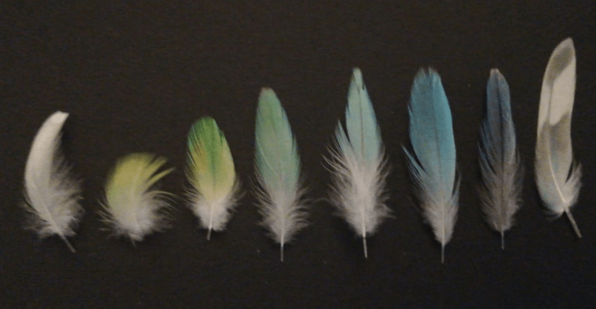 Anybody else collect/keep feathers from their frens? r/parrots