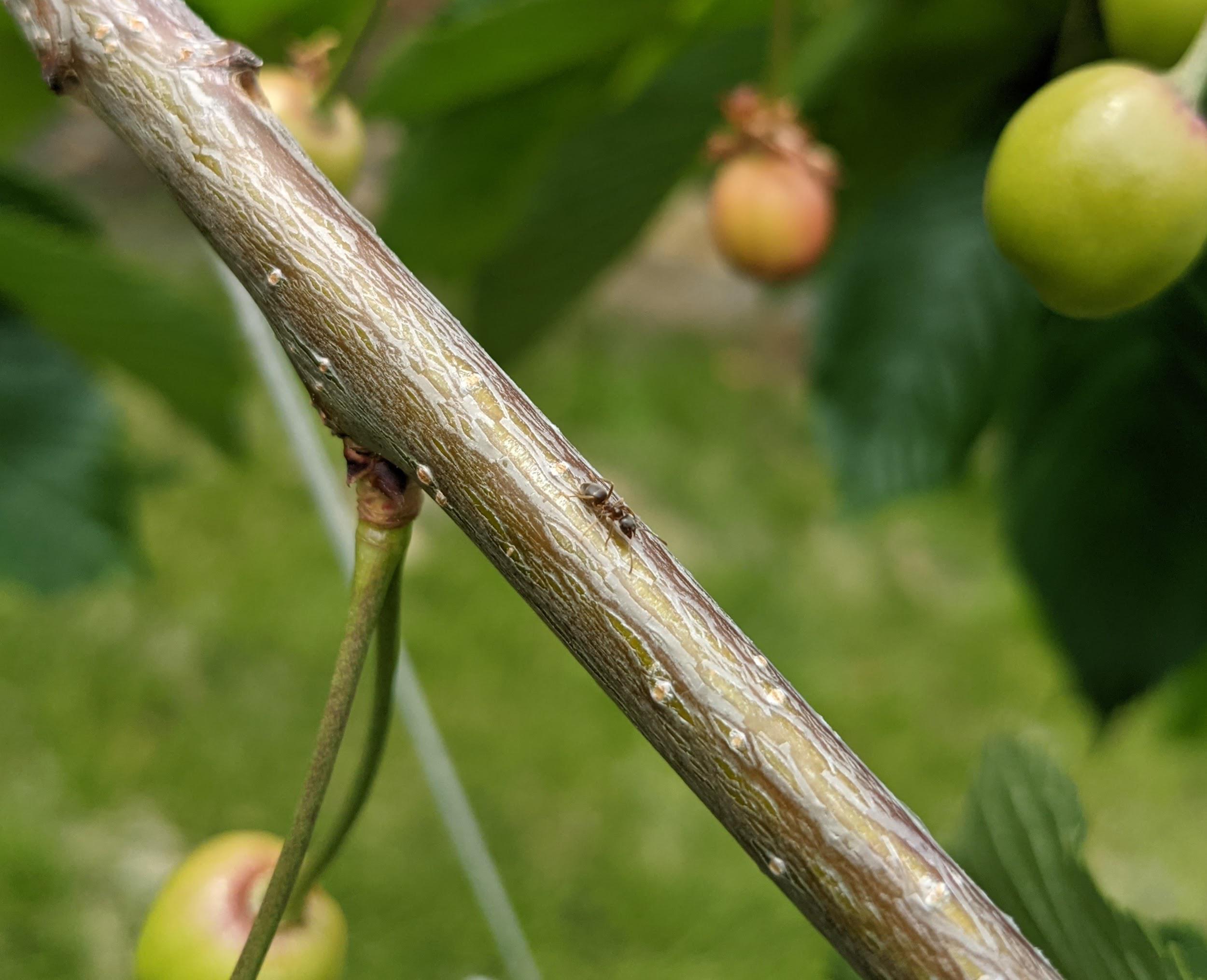 Ants in Cherry tree r/gardening