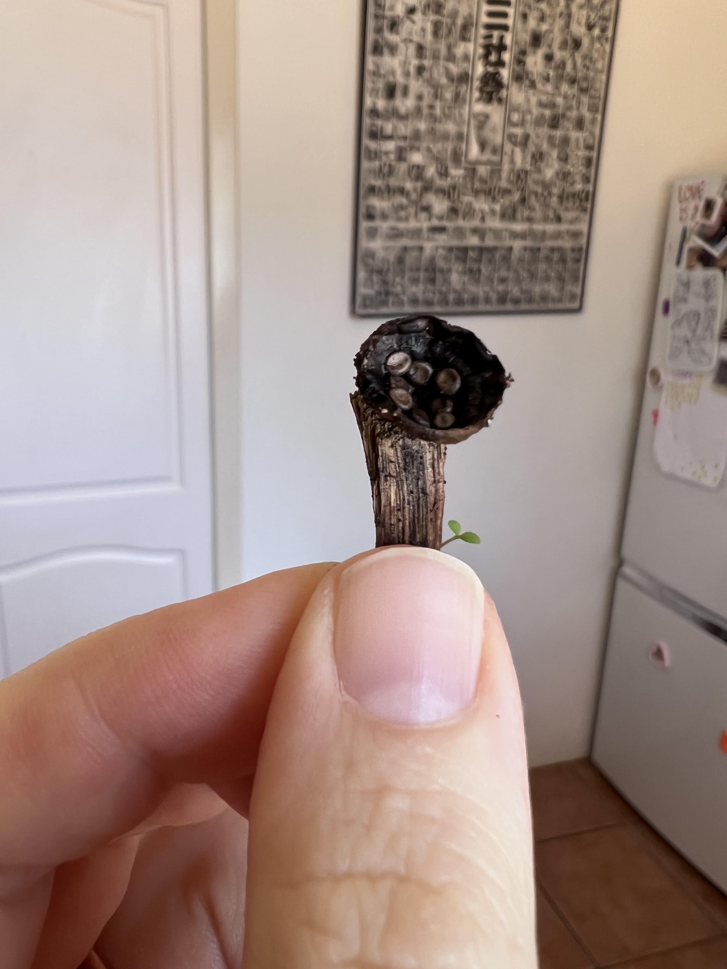 Found this birds nest fungi with sprig of moss growing on woodchip r