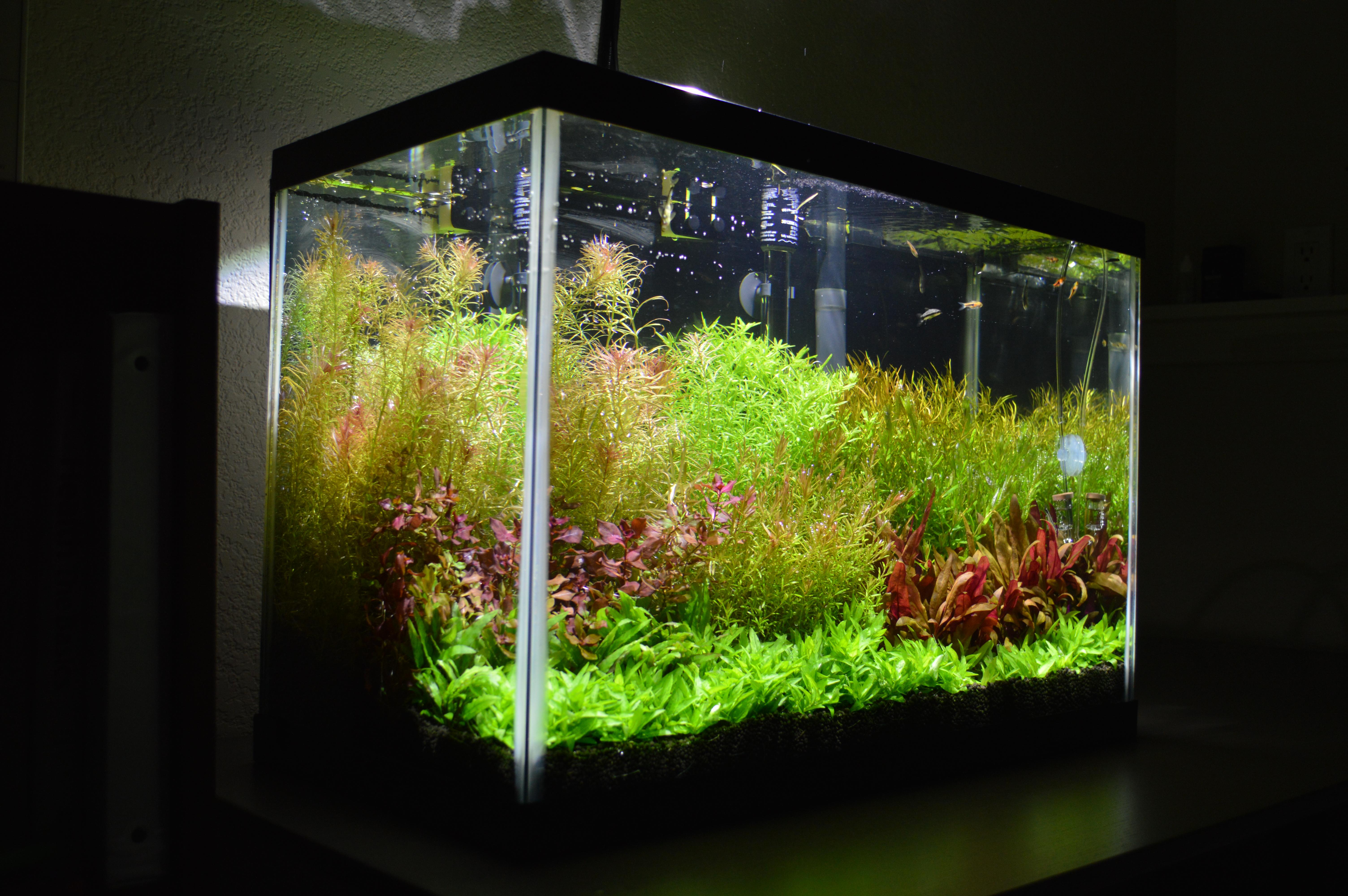 20 gallon tank finally filled in r/PlantedTank