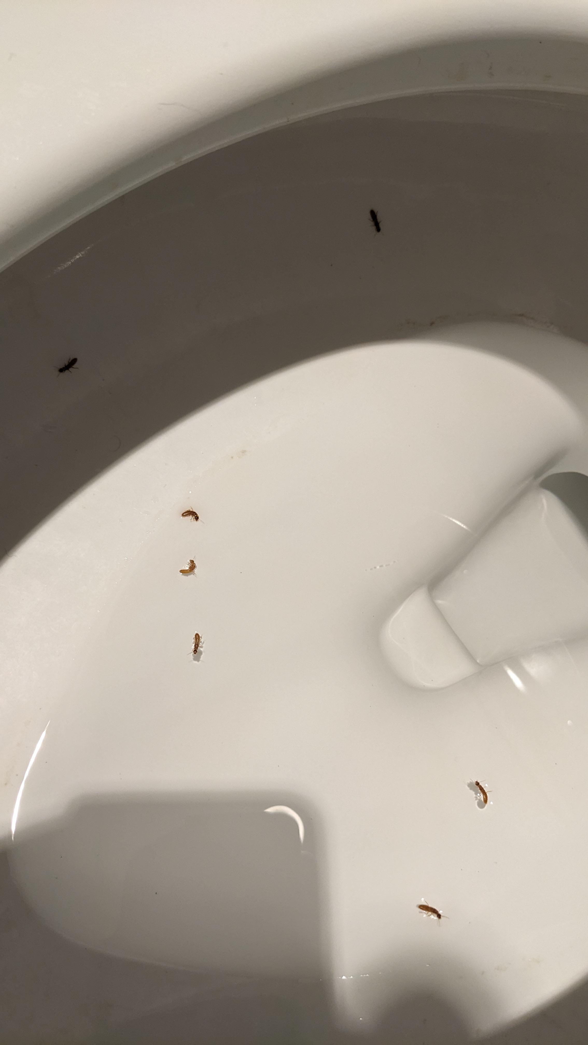 Bugs in toilet r/whatsthisbug