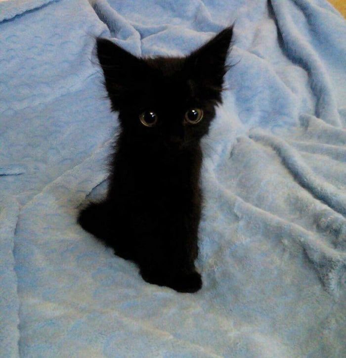 Little black kitten looking proud r/blackcats