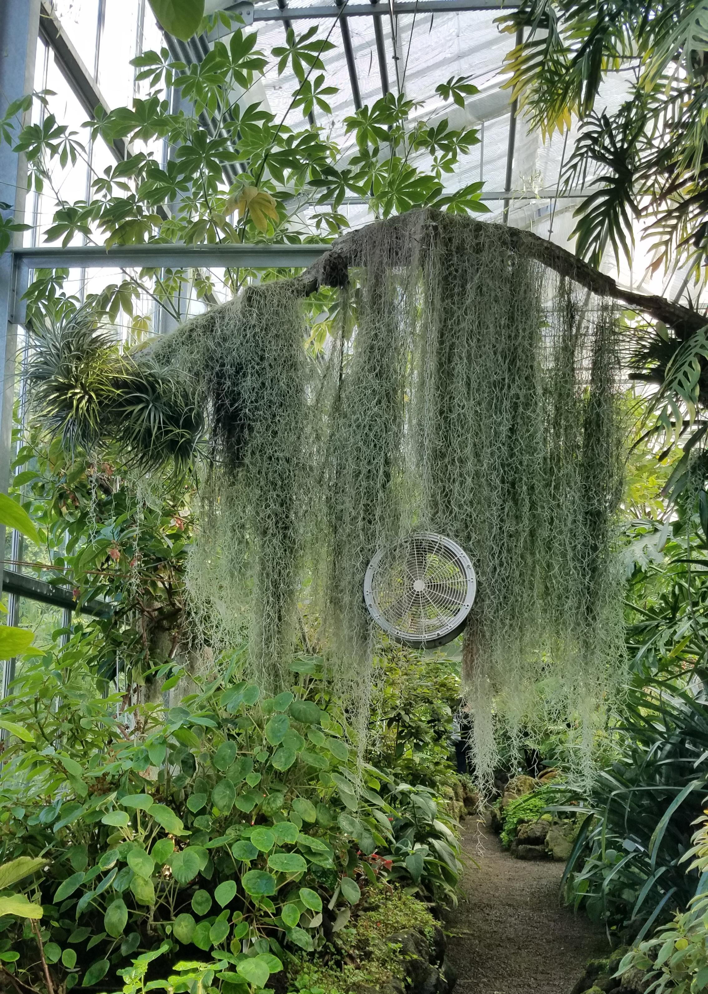 Spanish moss hanging over the walkway in my uni's botanical