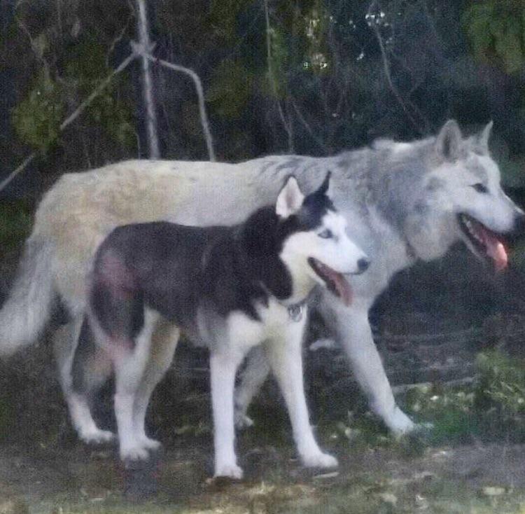 Size of a husky compared to a wolf r/Damnthatsinteresting