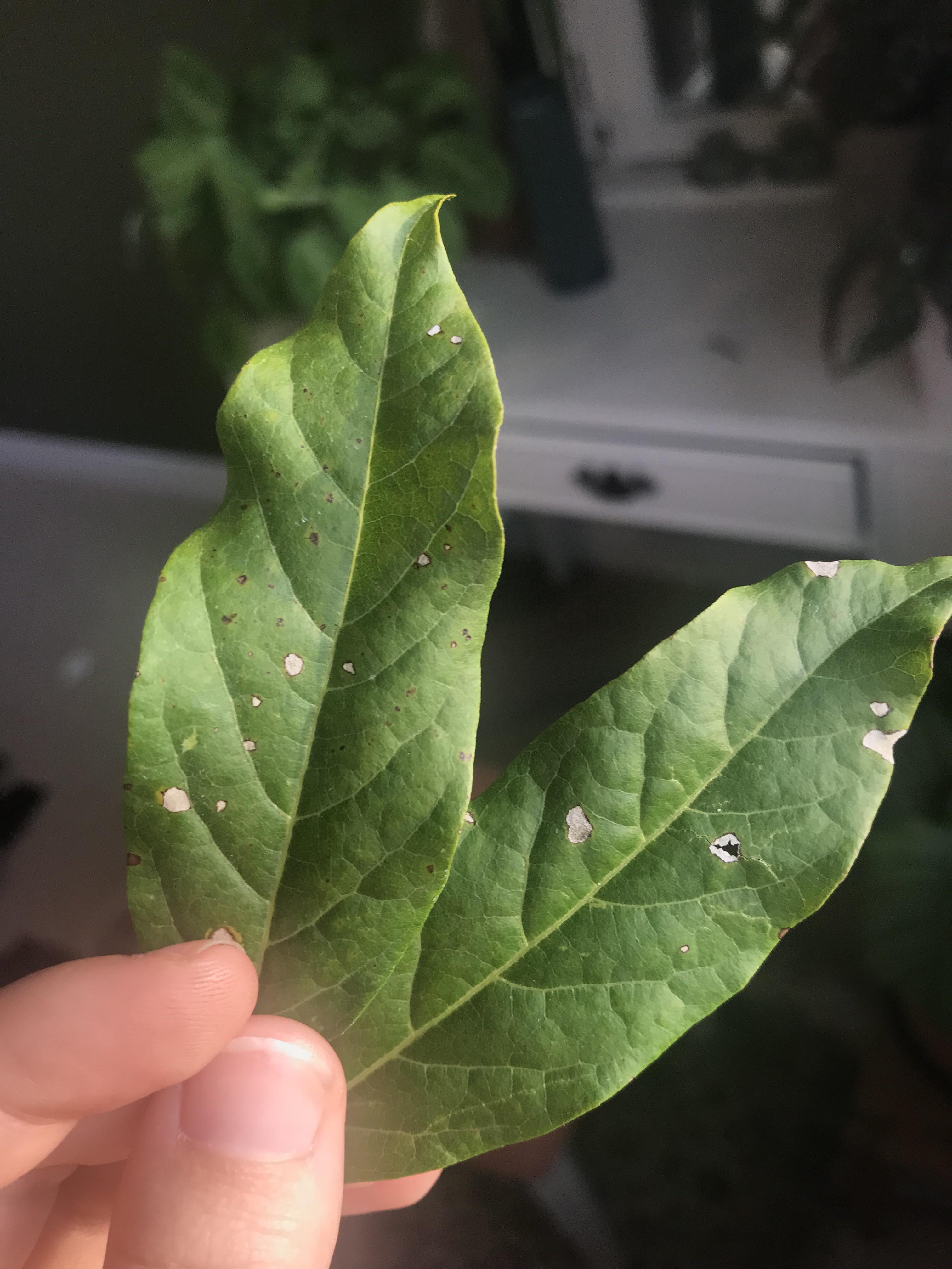 Spots have started appearing on my Wisteria leaves, is this anything to
