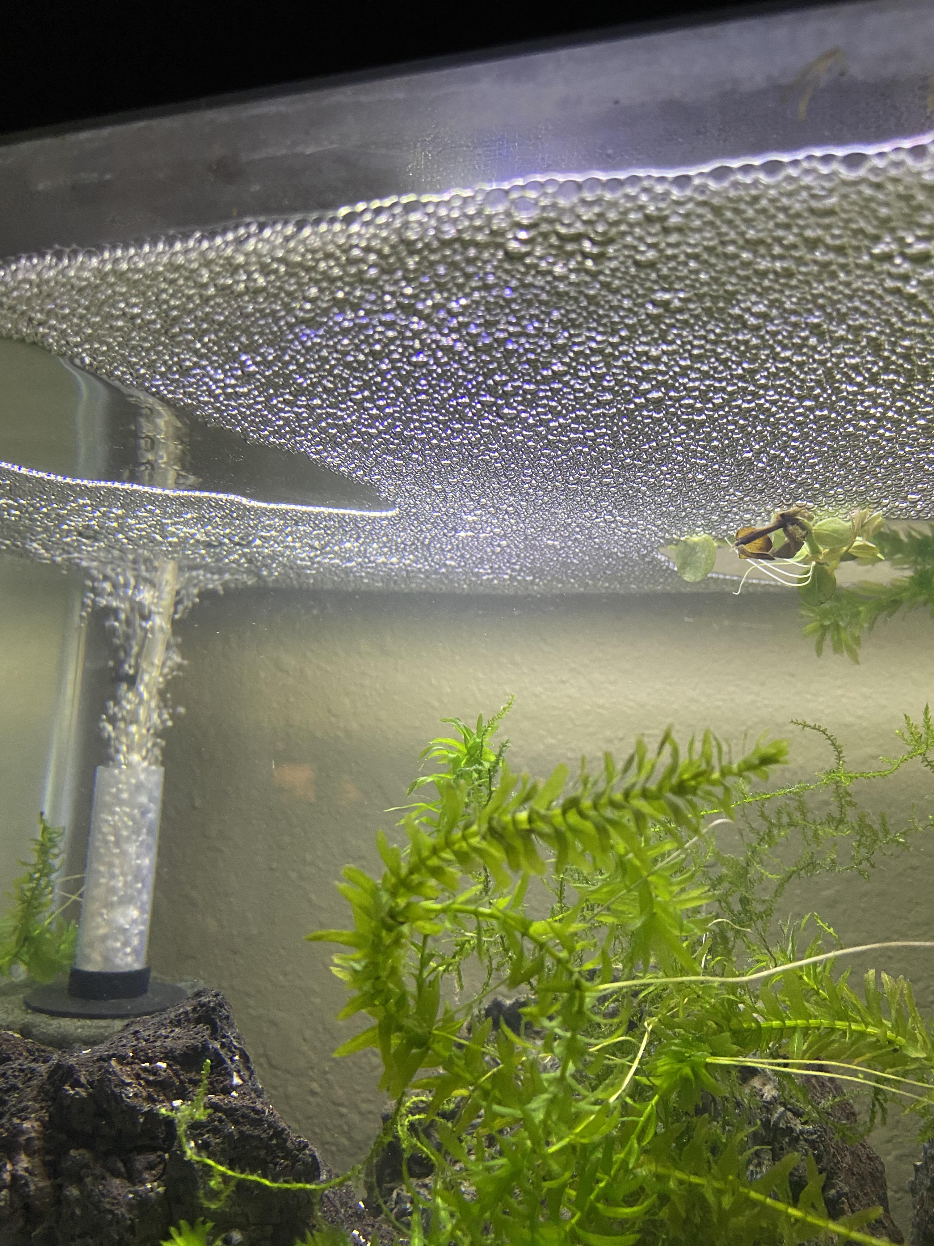 Why are there so many bubbles?! r/Aquariums