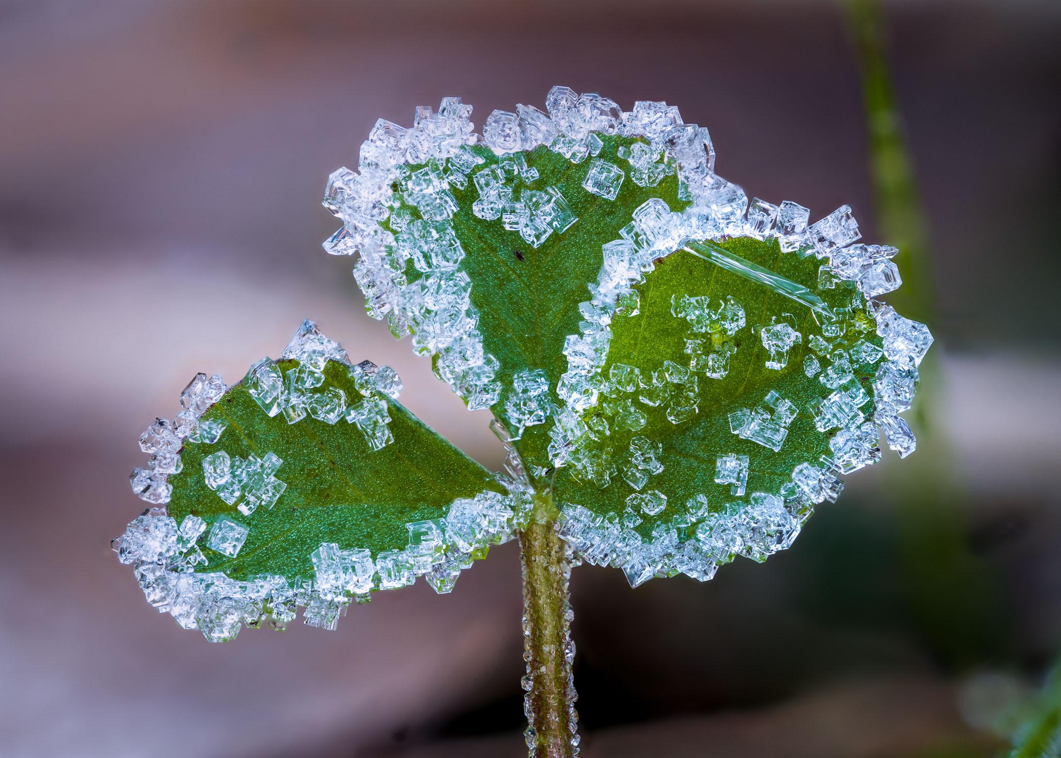 Frost covered clover r/MacroPorn