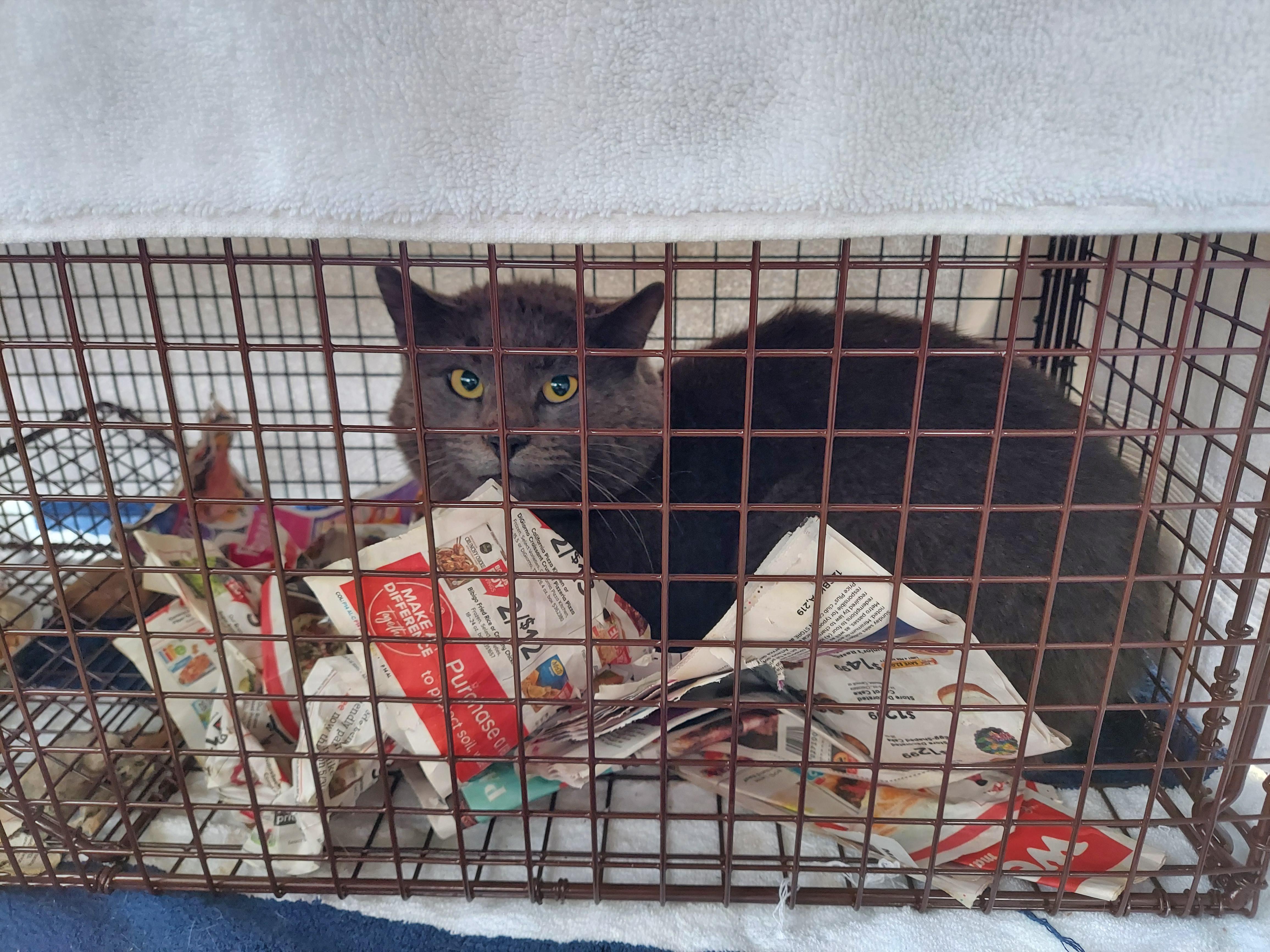 222 best r/feral_cats images on Pholder I need all the advice and