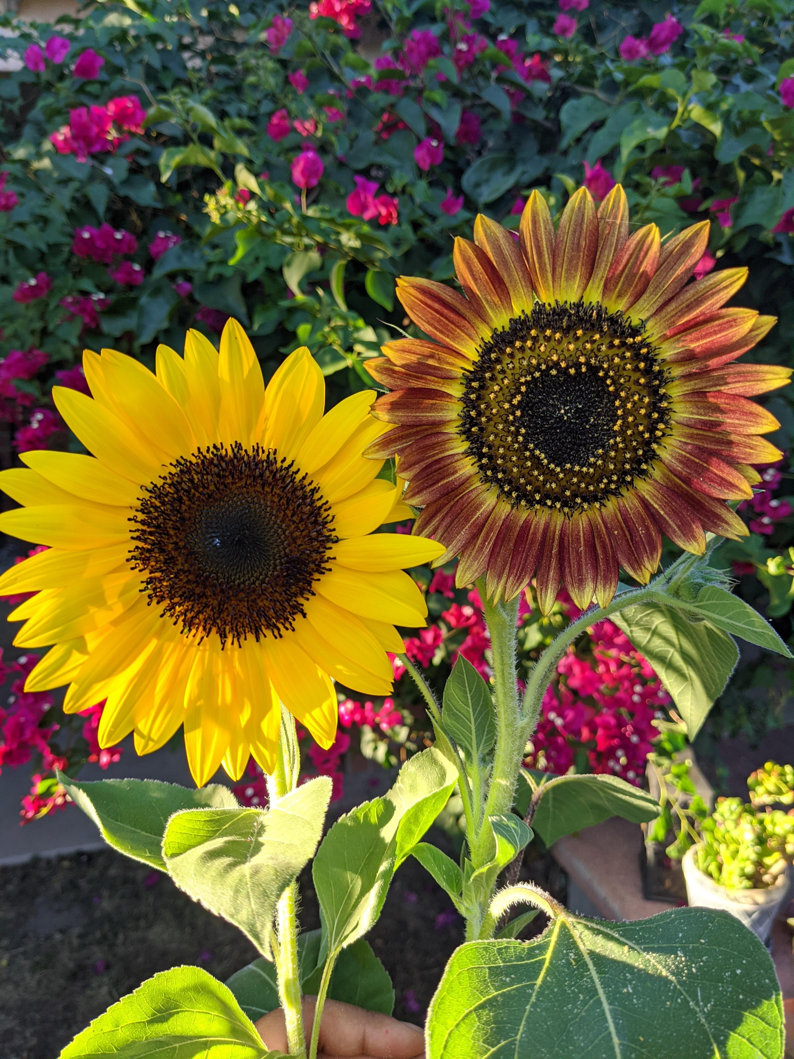 Mandatory sunflower photo Jua Maya Hybrid and Evening Sunflower 🌻 r
