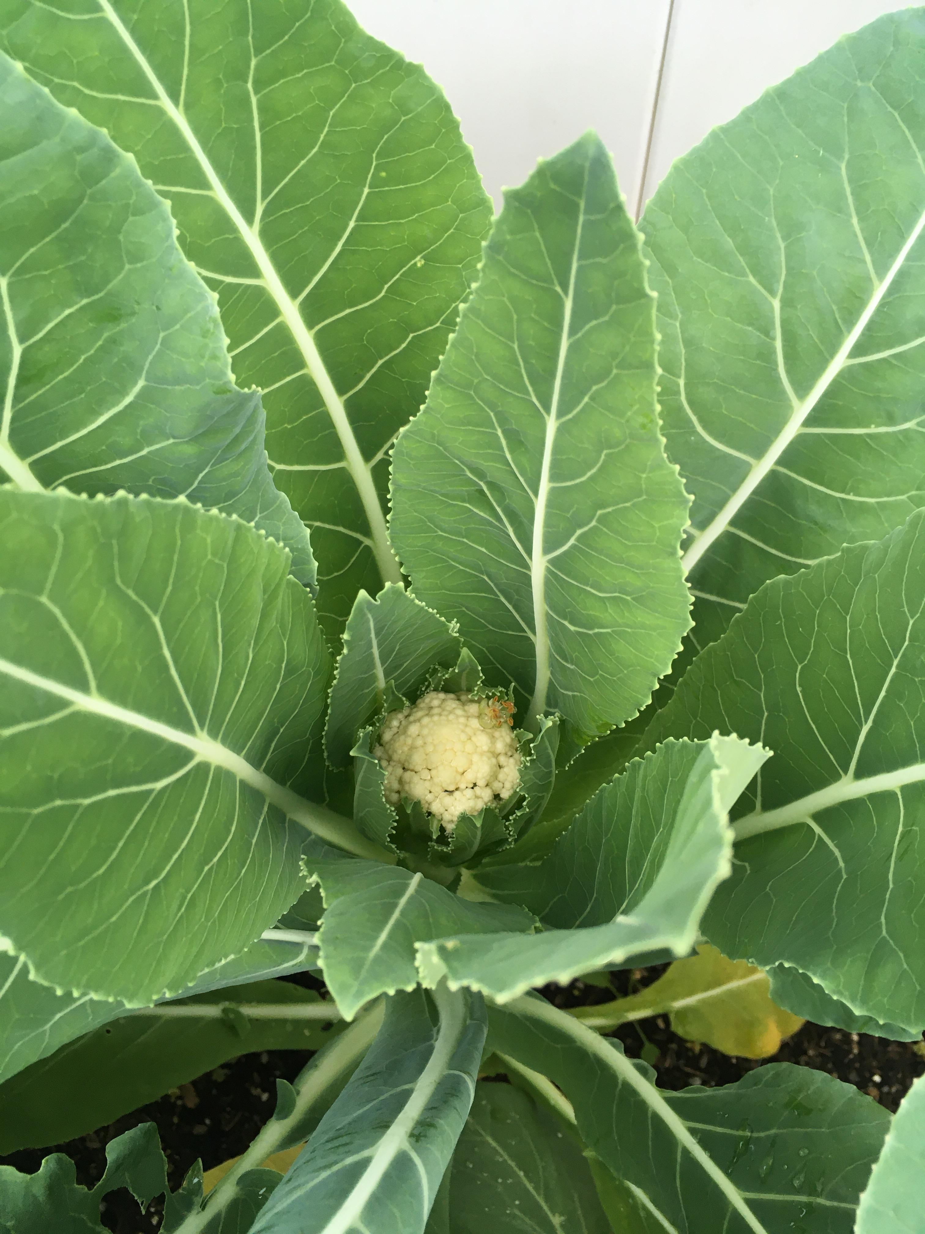 First time growing cauliflower, it’s finally happening 🌾 r/gardening