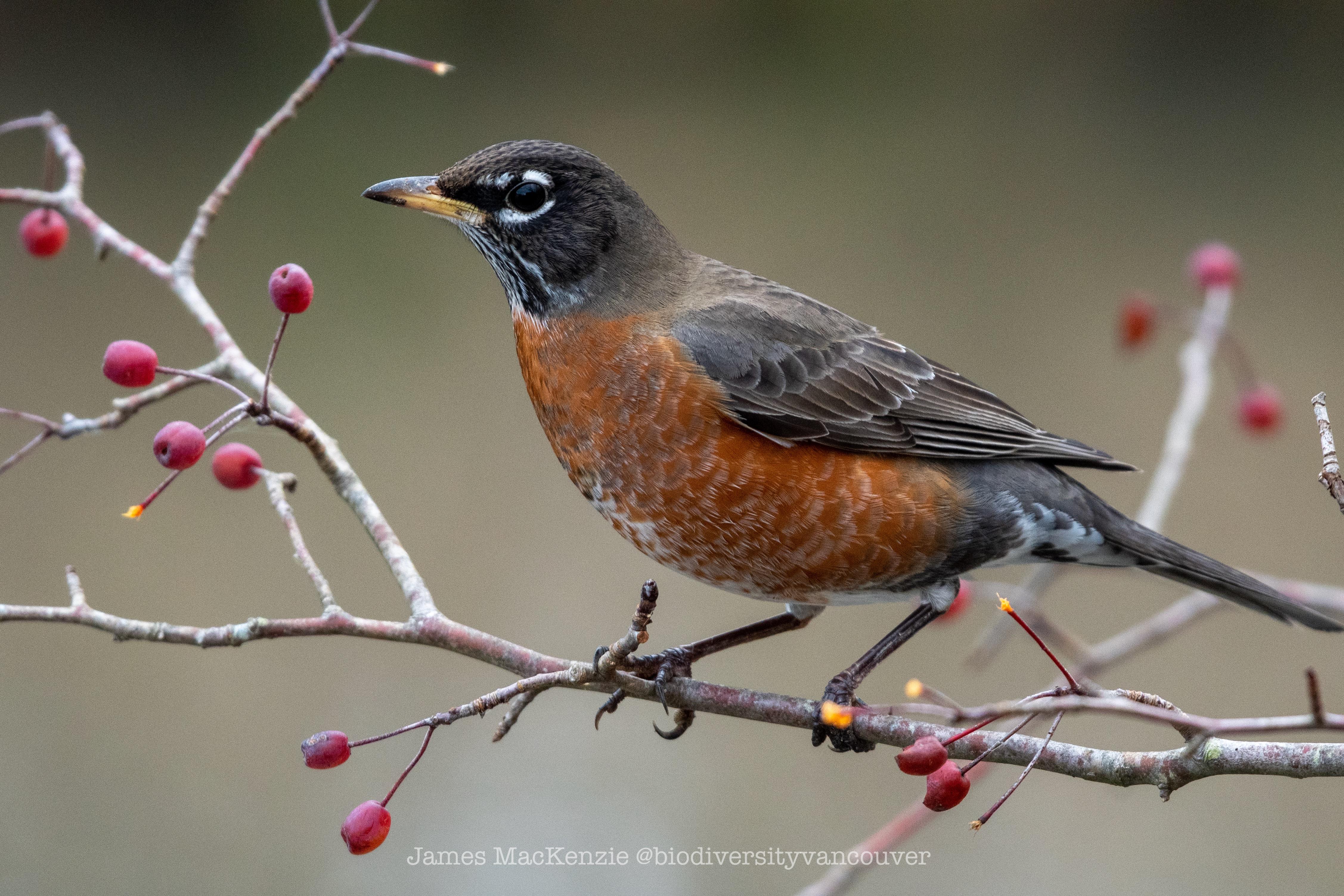 American Robin. An oftenunderrated local bird r/birding