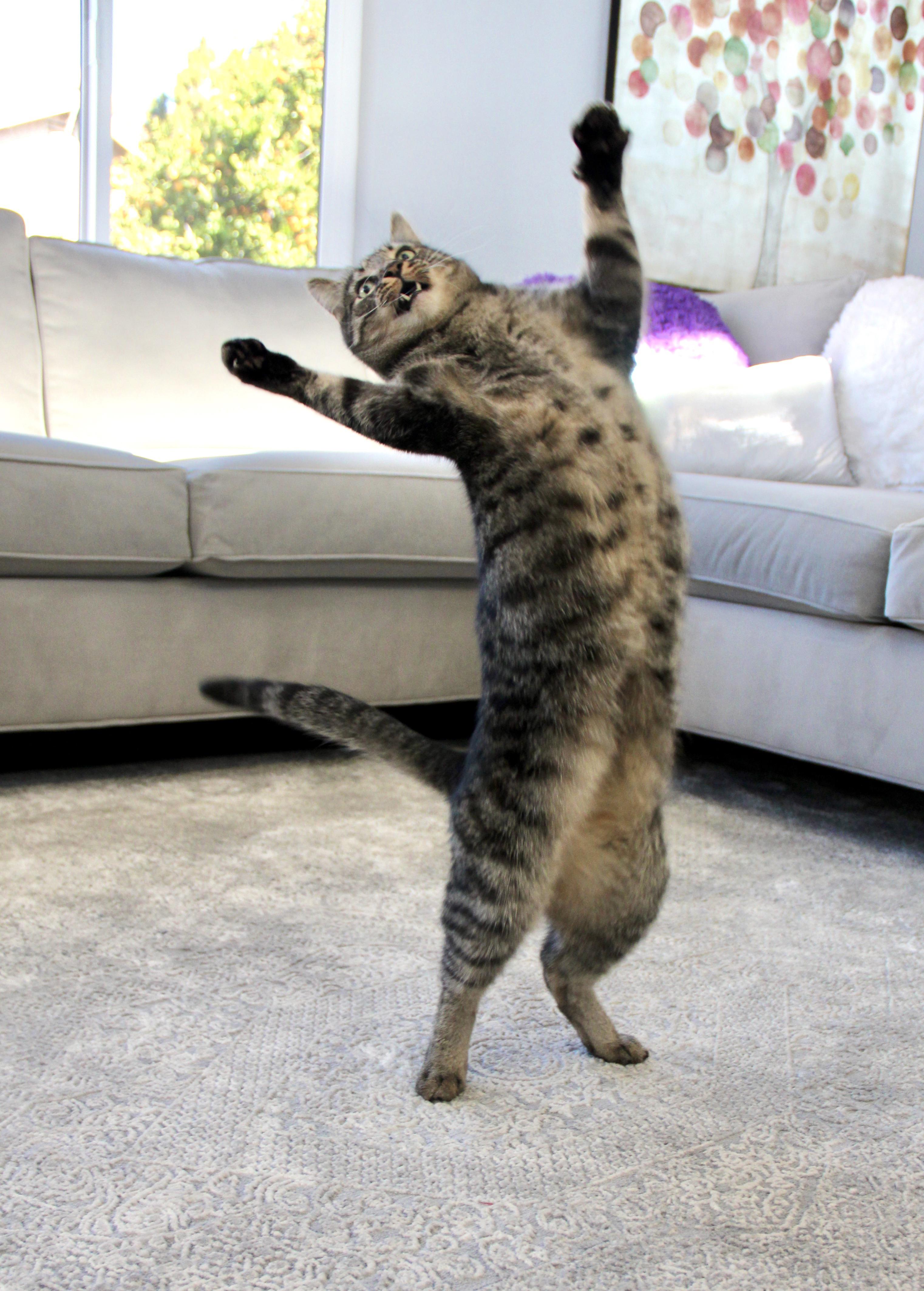 PsBattle Cat standing on with arms up