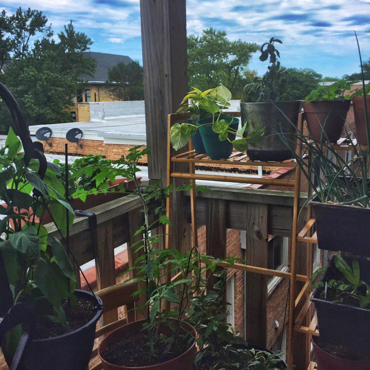 Living in the city means finding ways to fit the most plants in the