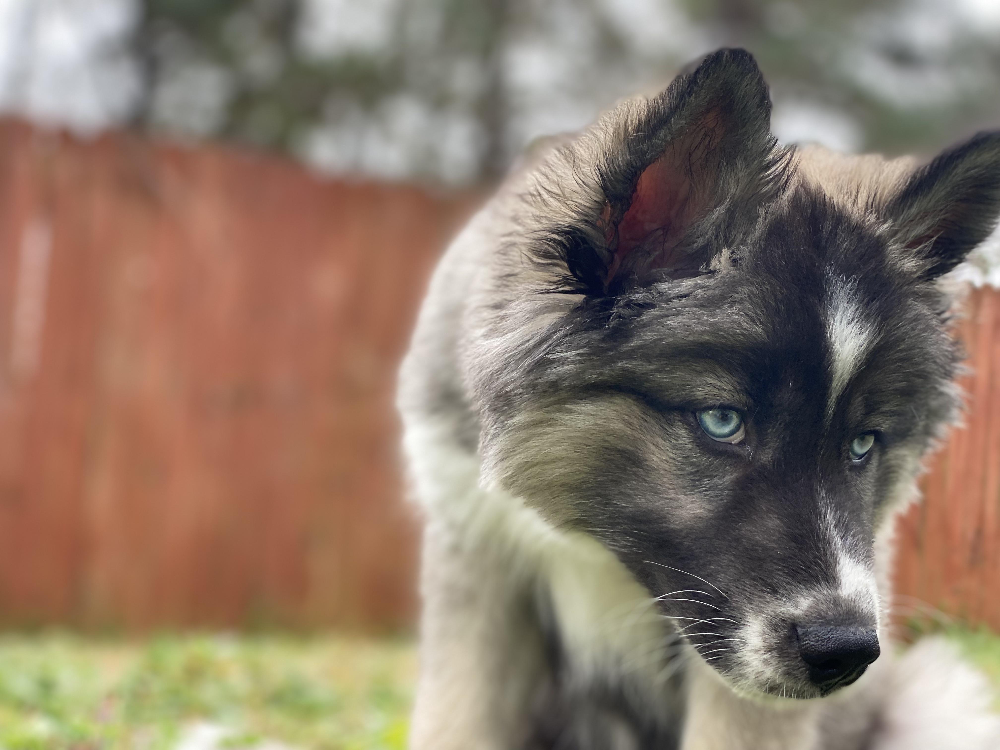 Will Spaying A Husky Calm It Down