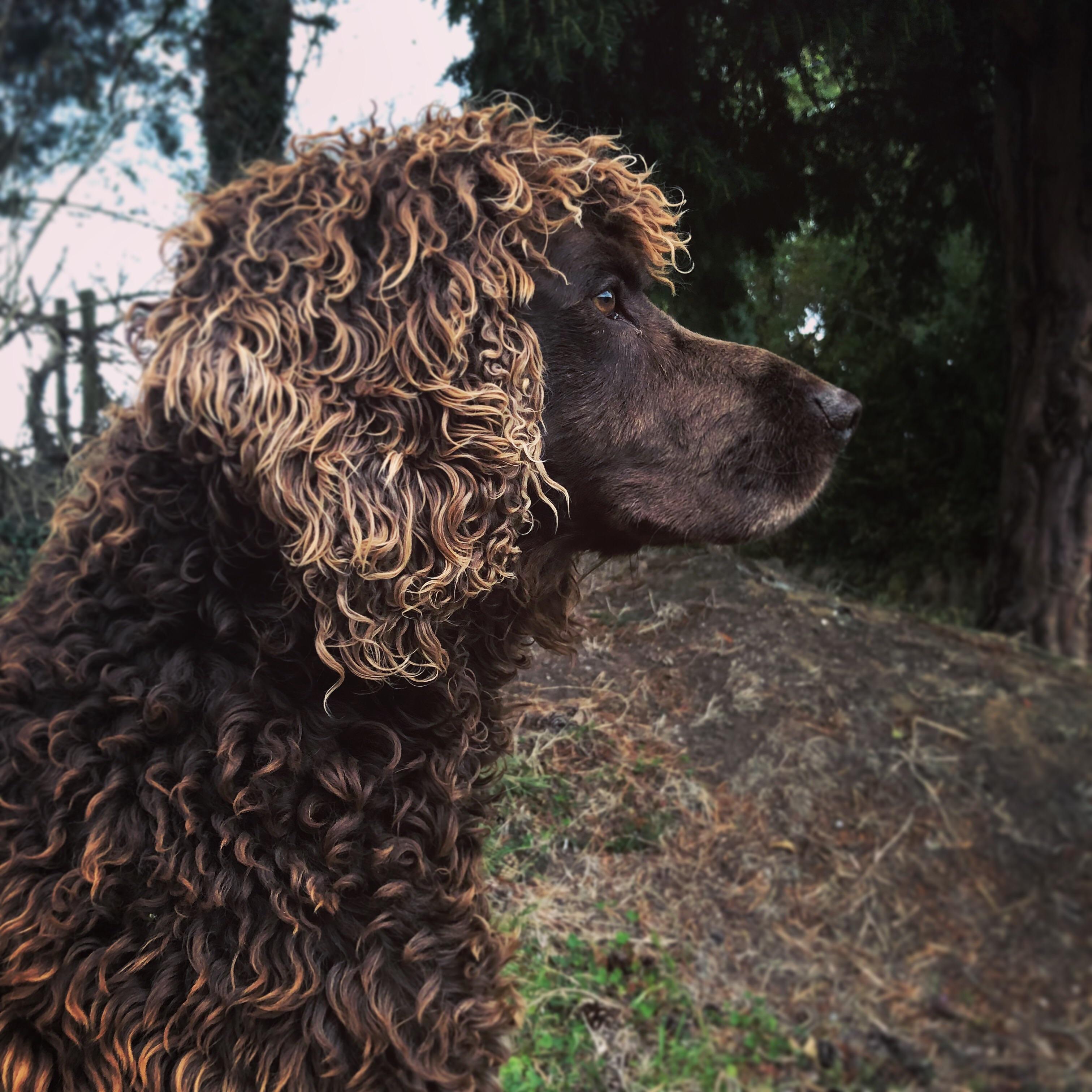 This is Paddy, 50 Irish water spaniel 59 springer spaniel, 100 beaut