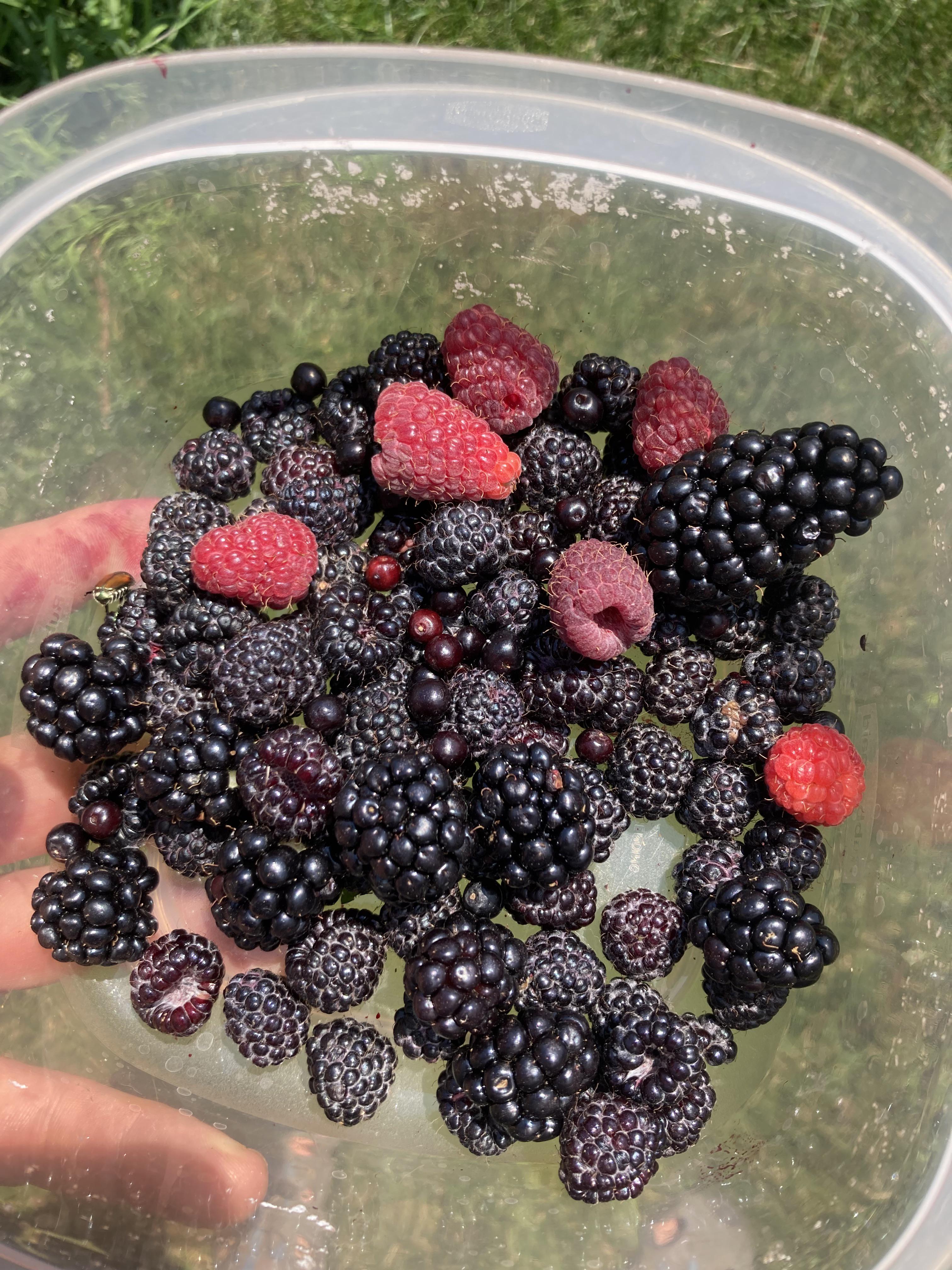 When berry seasons overlap r/Berries