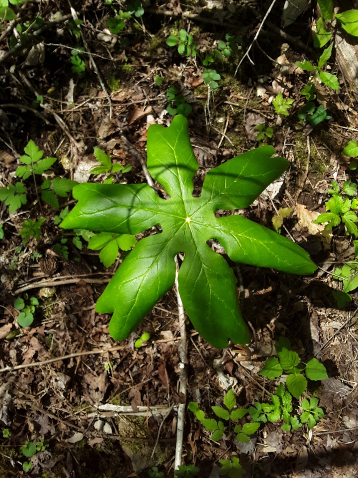 Interesting plant found in the woods of western NC r/whatsthisplant