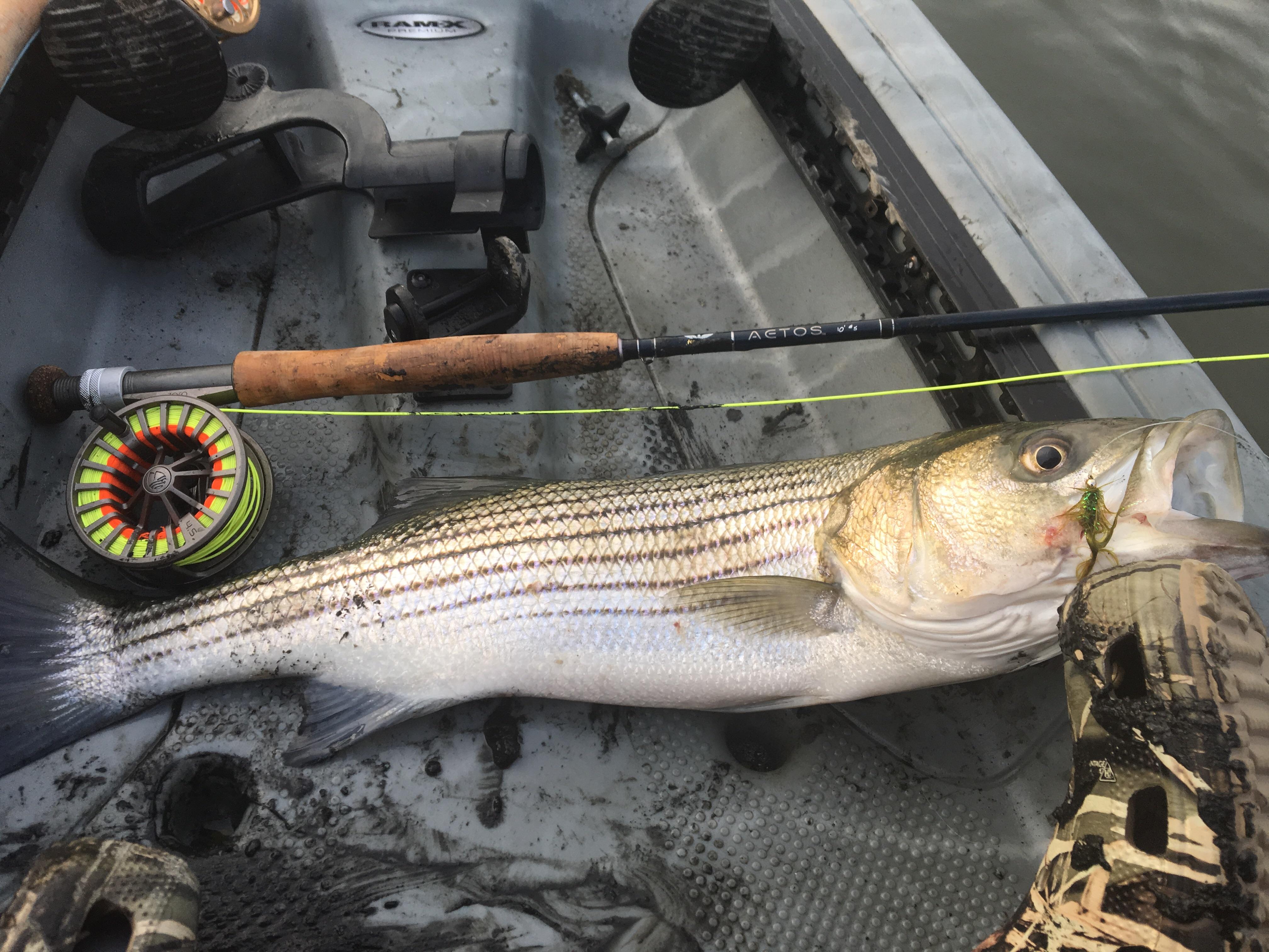 Striped Bass on my new rod! r/flyfishing