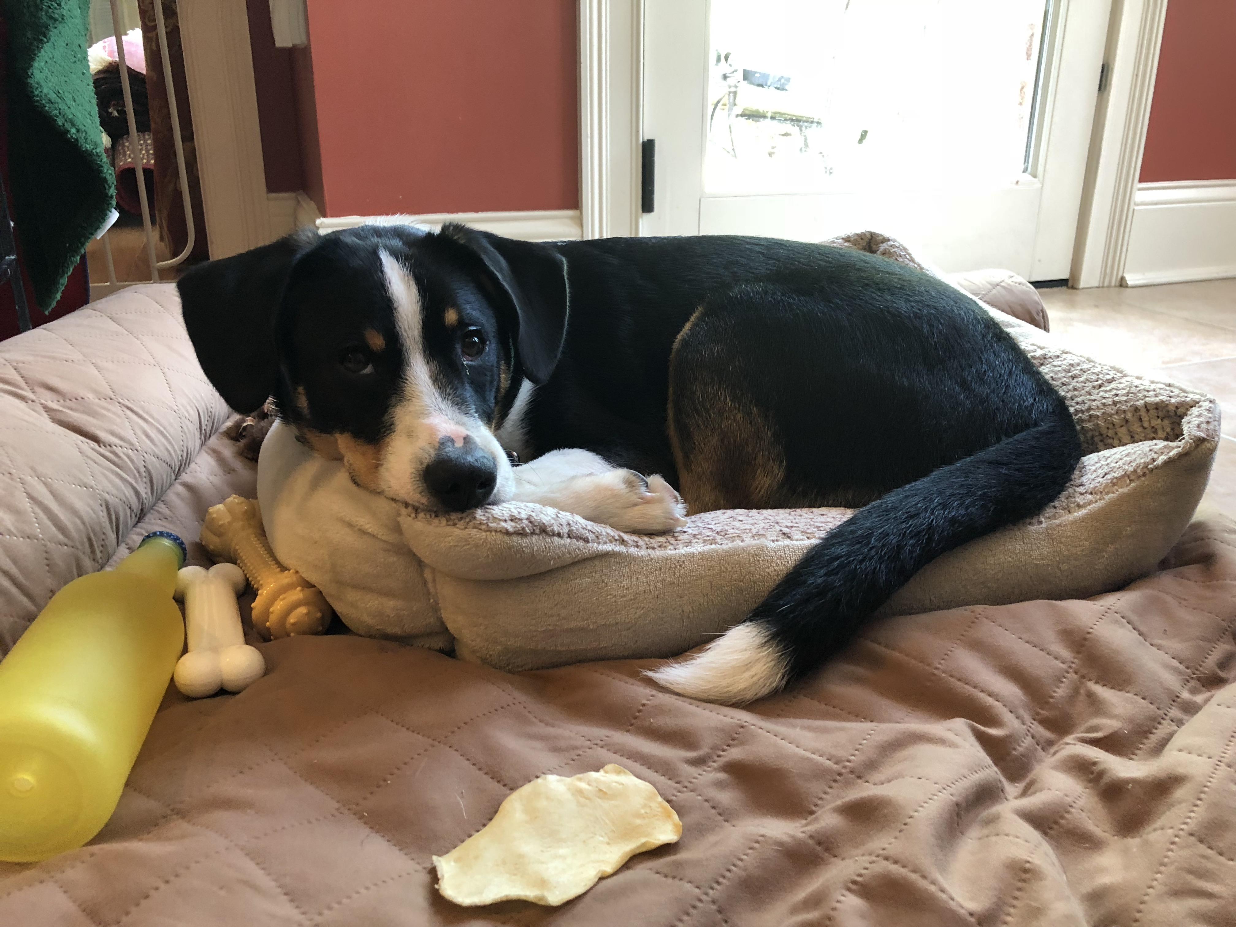 He insists on dragging his small bed onto his bigger bed r/dogpictures