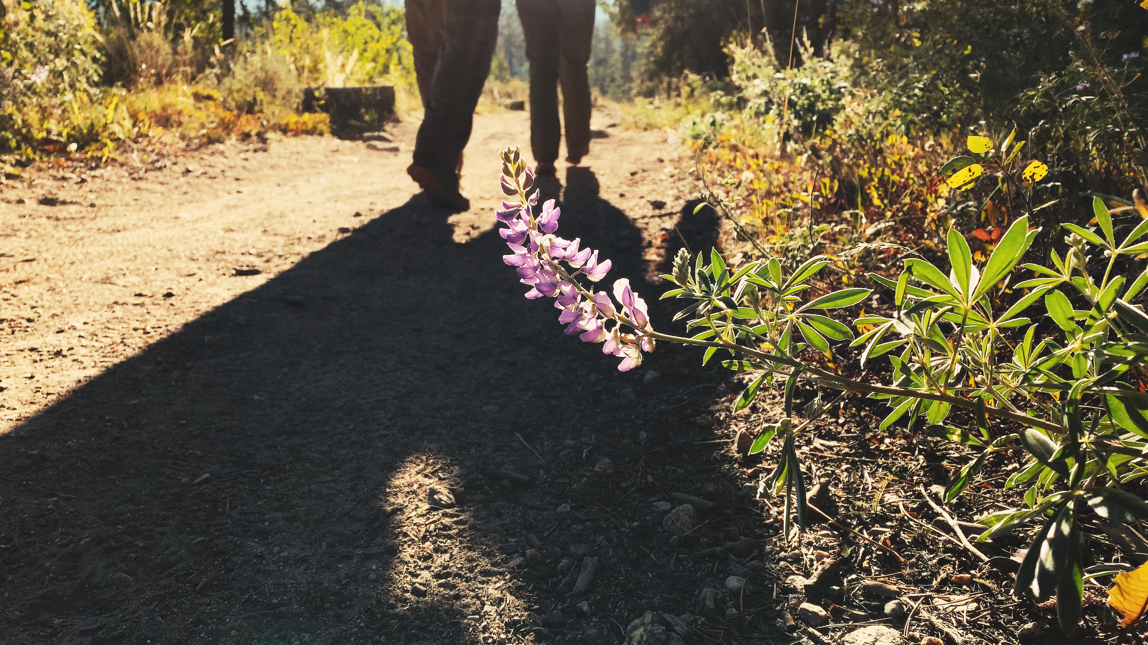 I didn't know that Lupine were poisonous... r/PNWhiking