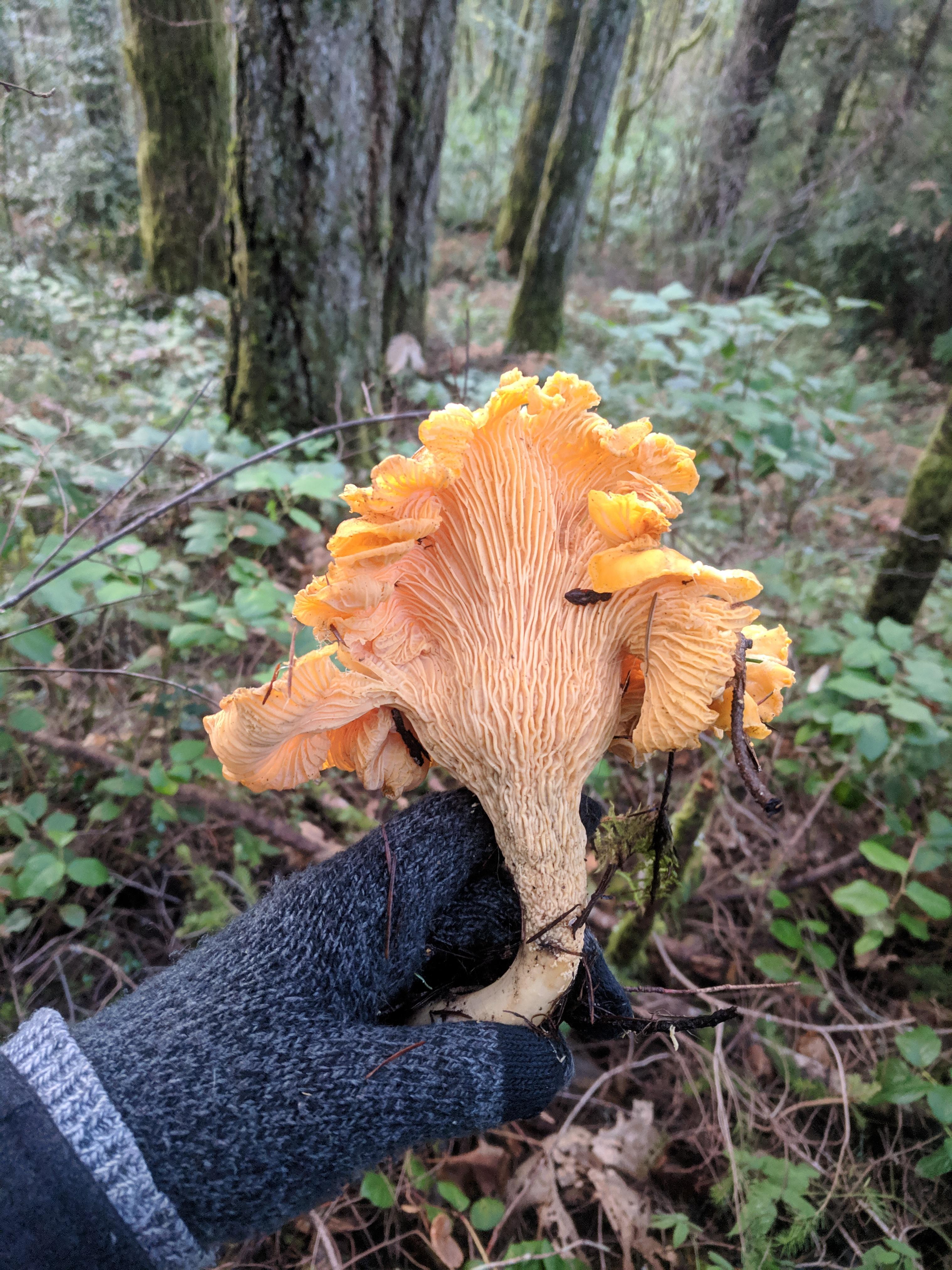 My best Chanterelle this season r/mycology