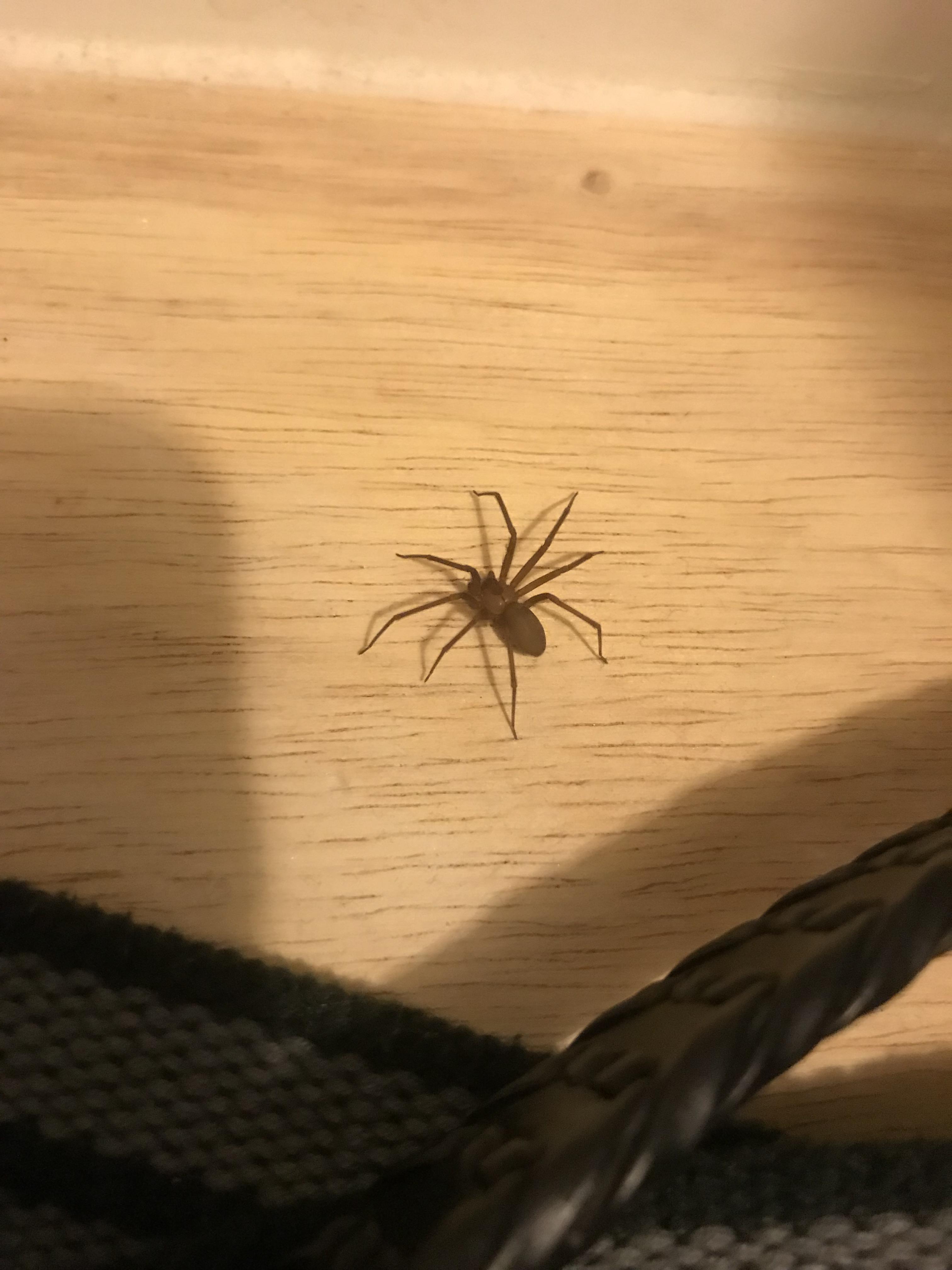 [ID Request] Spider found in my closet, North AL. About 2.5 cm r/spiders