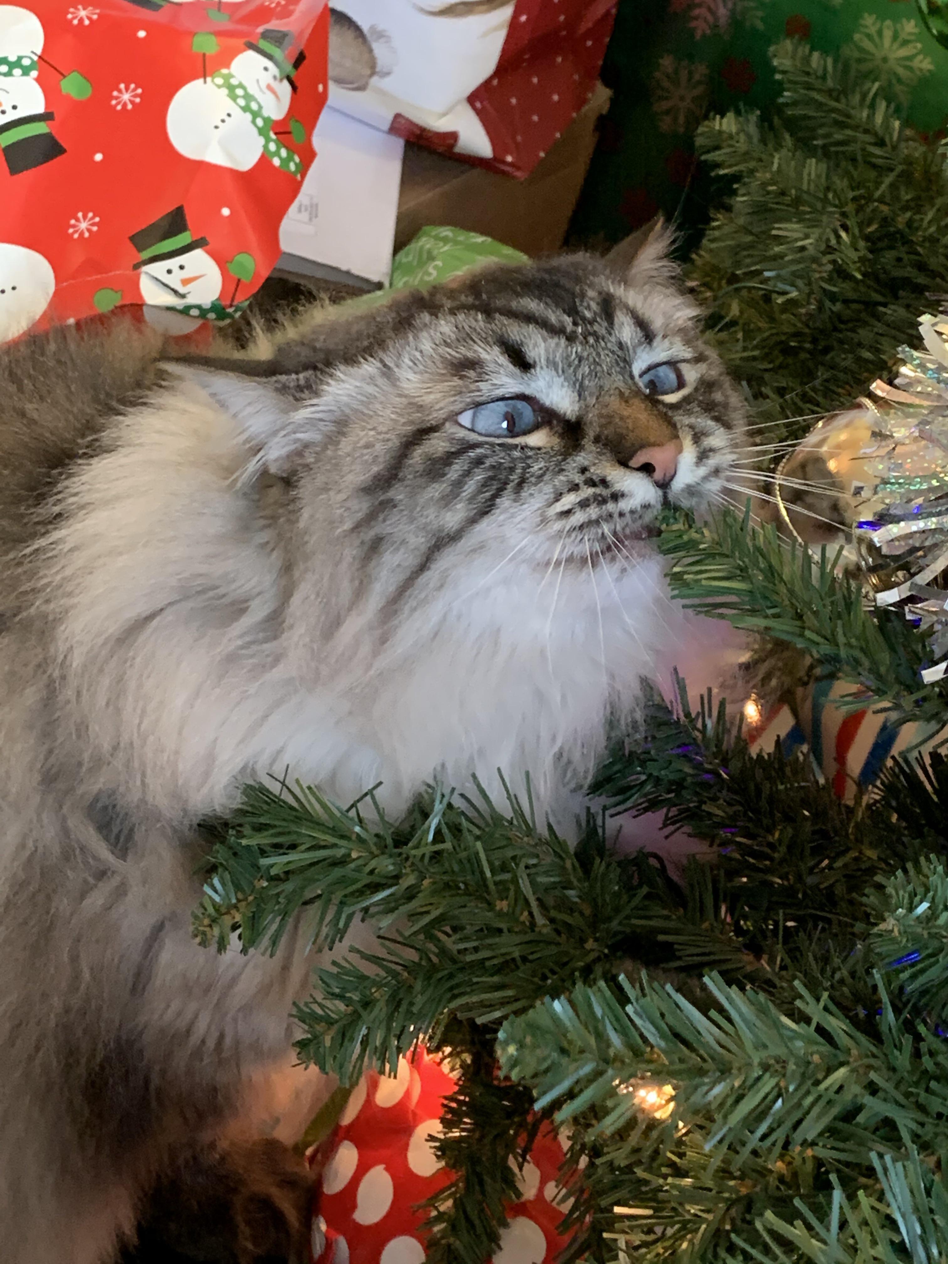 Yummy fake Christmas tree! r/catsandchristmastrees