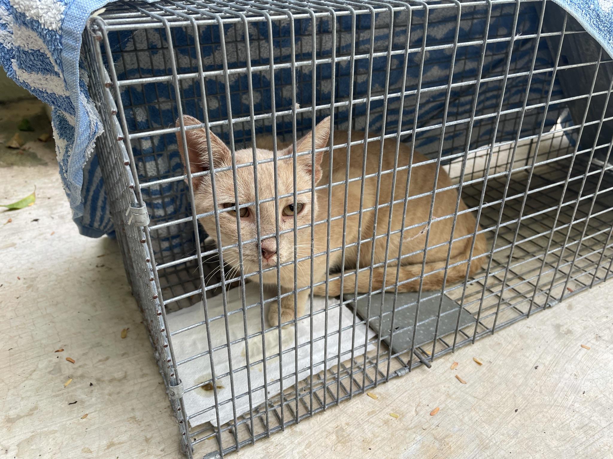 222 best r/feral_cats images on Pholder I need all the advice and